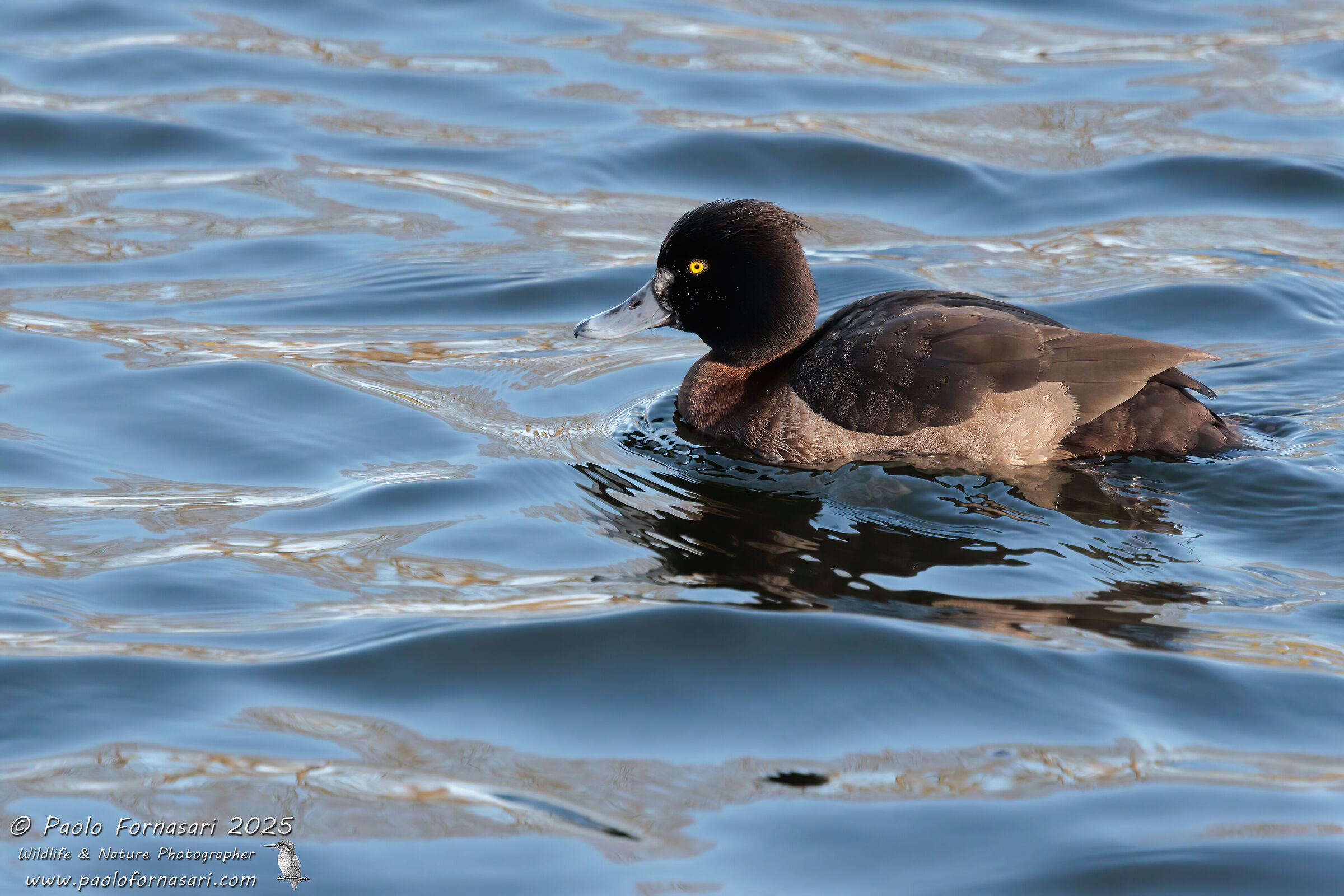 Duck (Aythya fuligula)