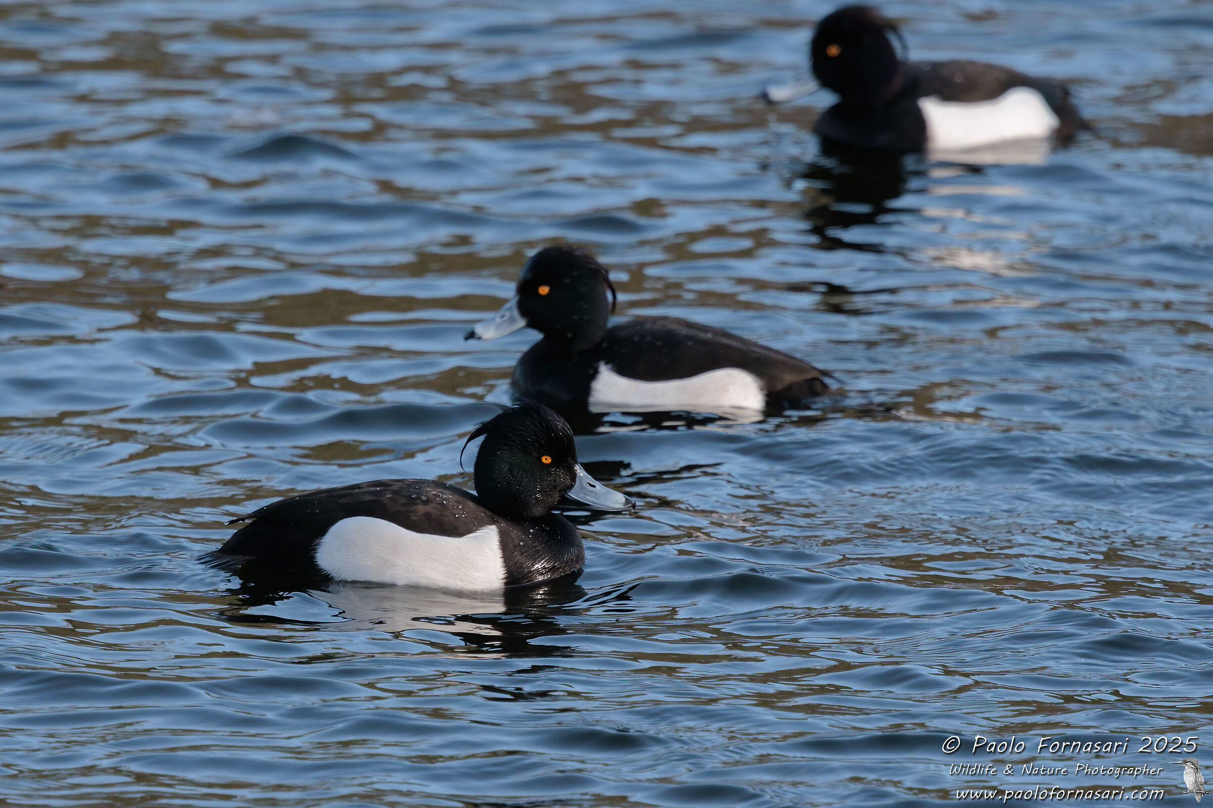 Duck (Aythya fuligula)