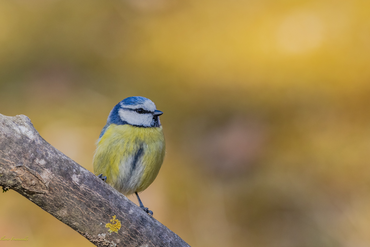 Una graziosa cinciarella