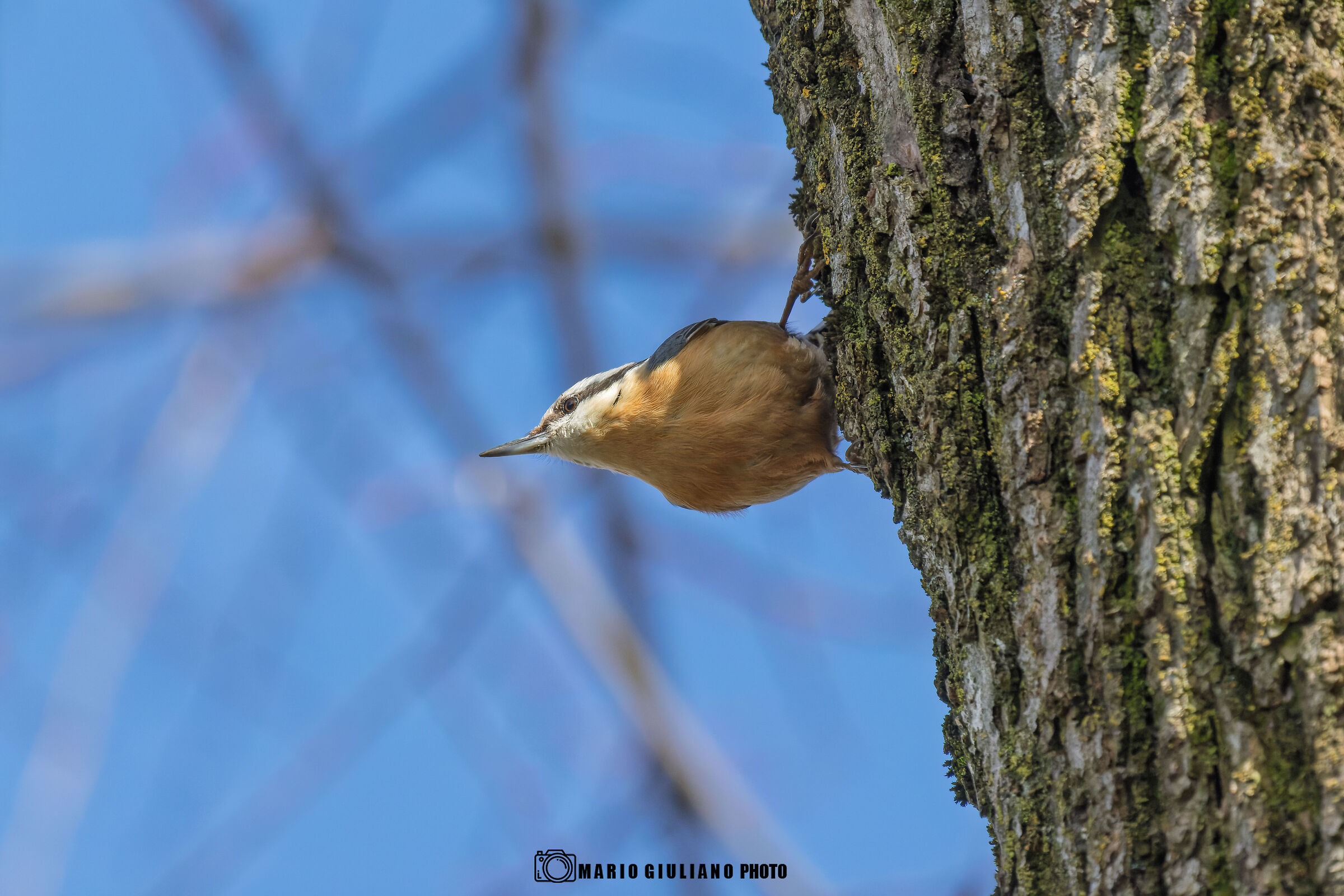 Wood nuthatch
