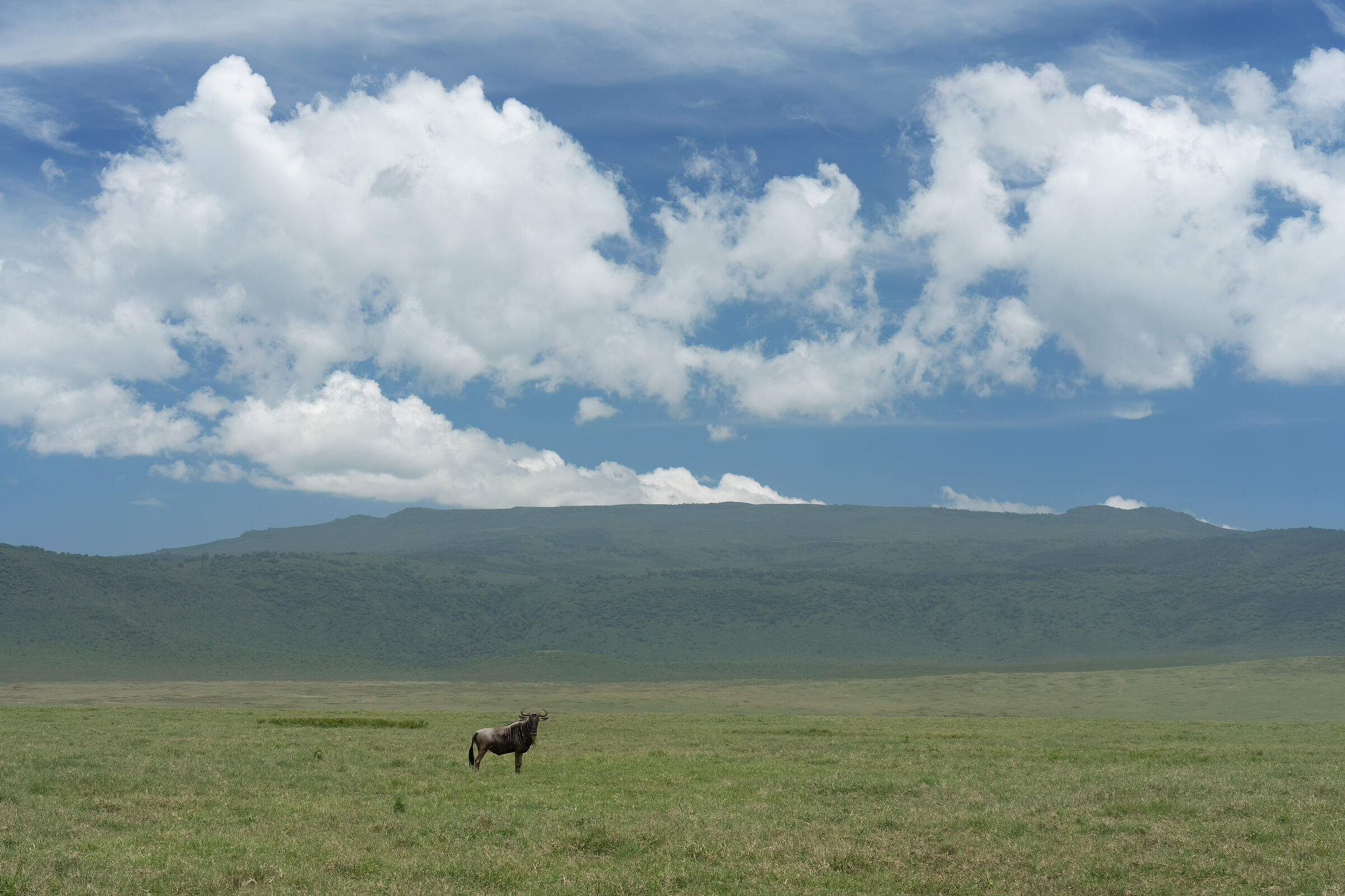 Gnu nel Ngorongoro