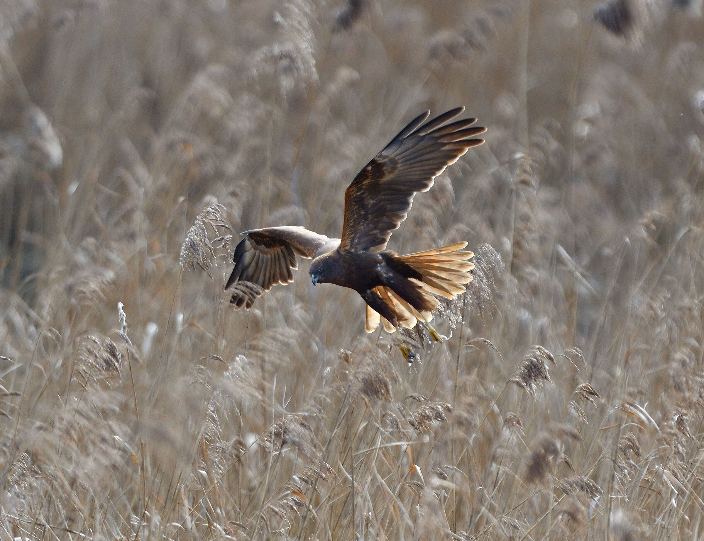 Falco di palude a caccia...
