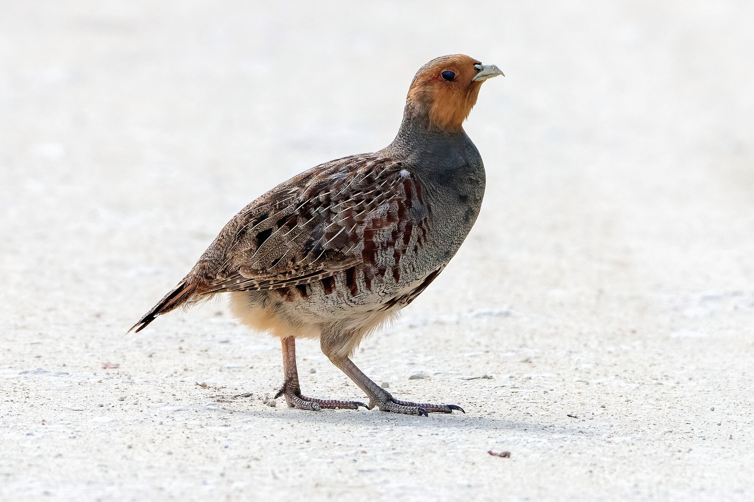 Starna (Perdix perdix)