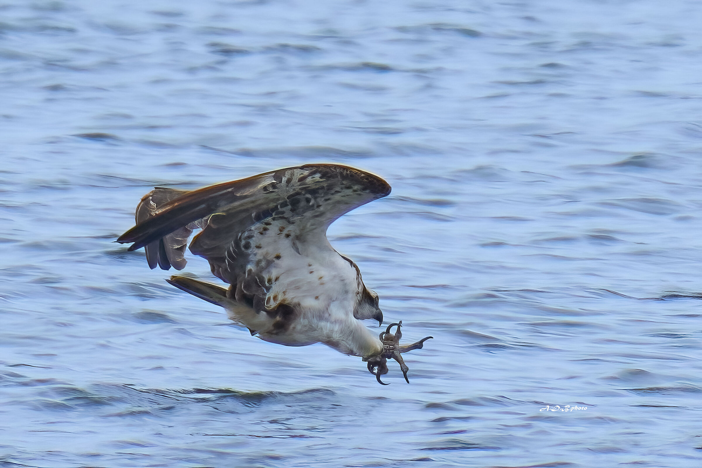 Falco pescatore. un attimo prima....