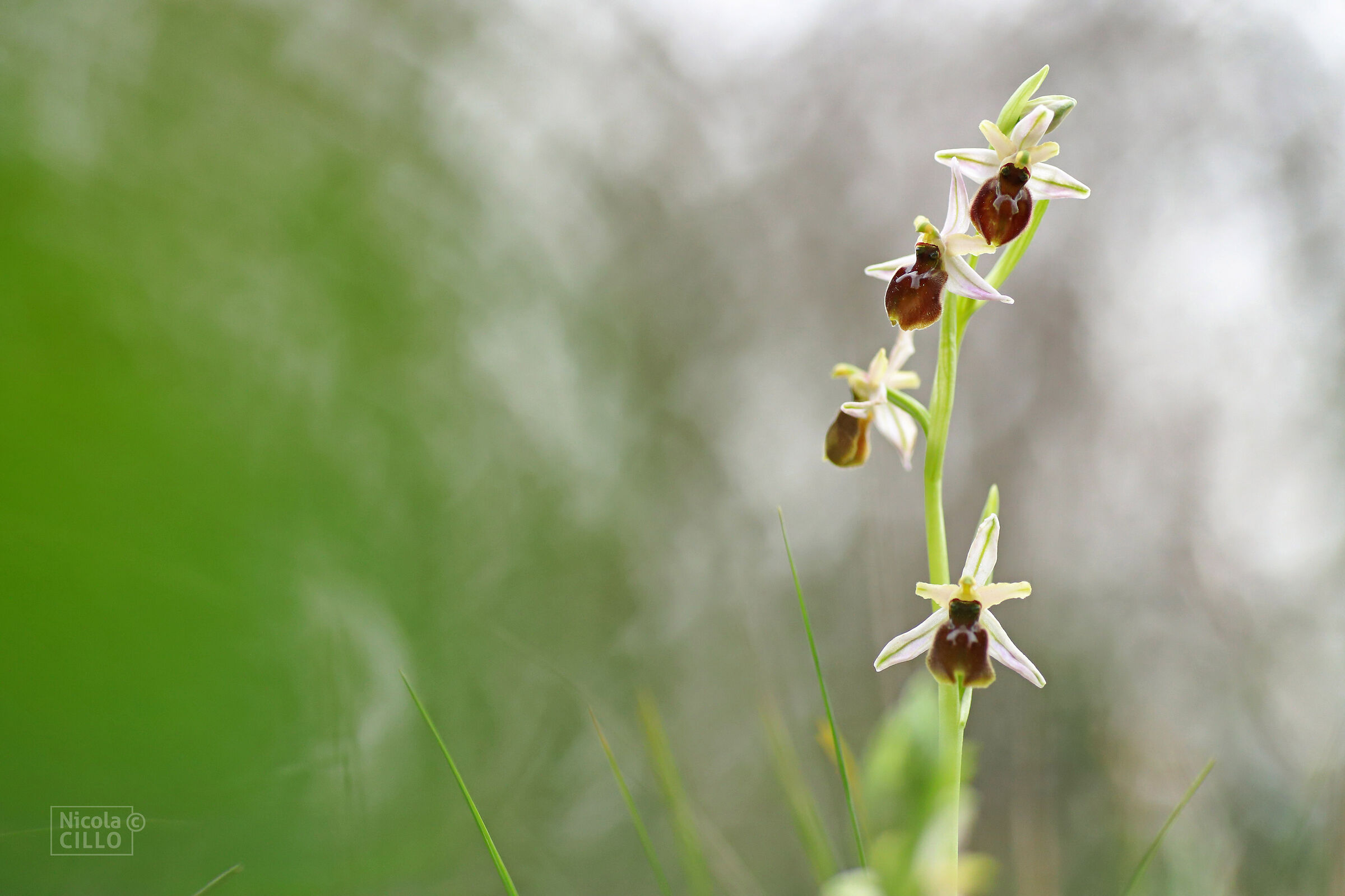 Ophrys mateolana