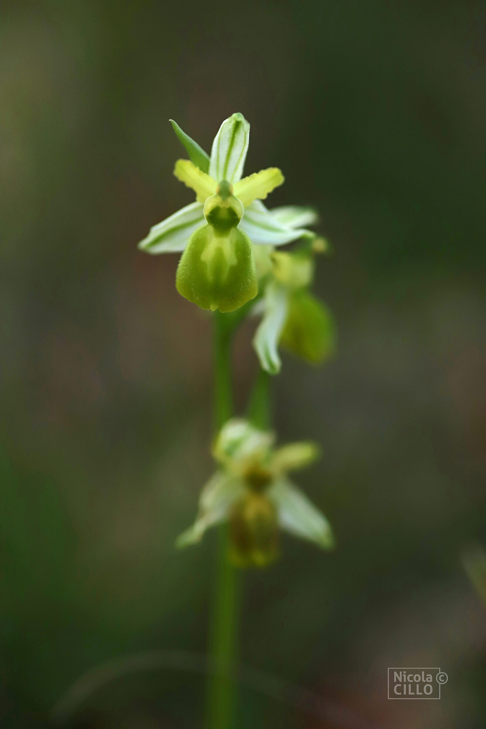 Ophrys mateolana apochromatic