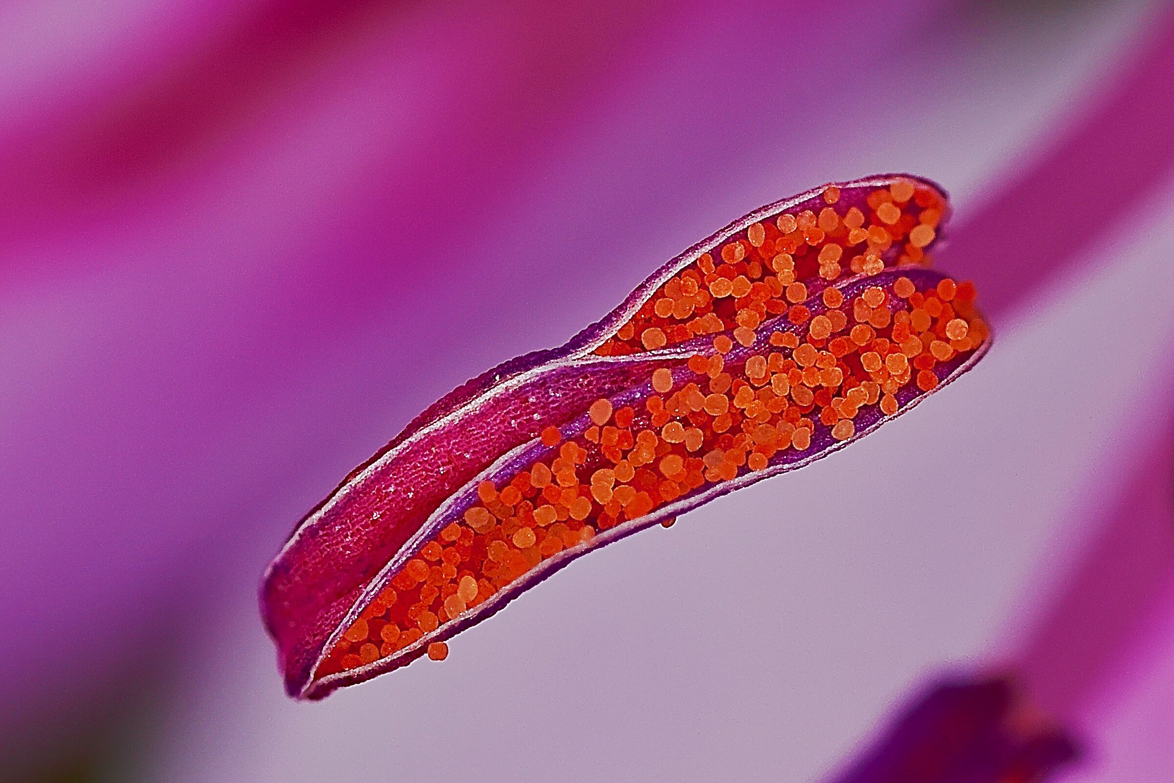 Geranium pollen (detail)