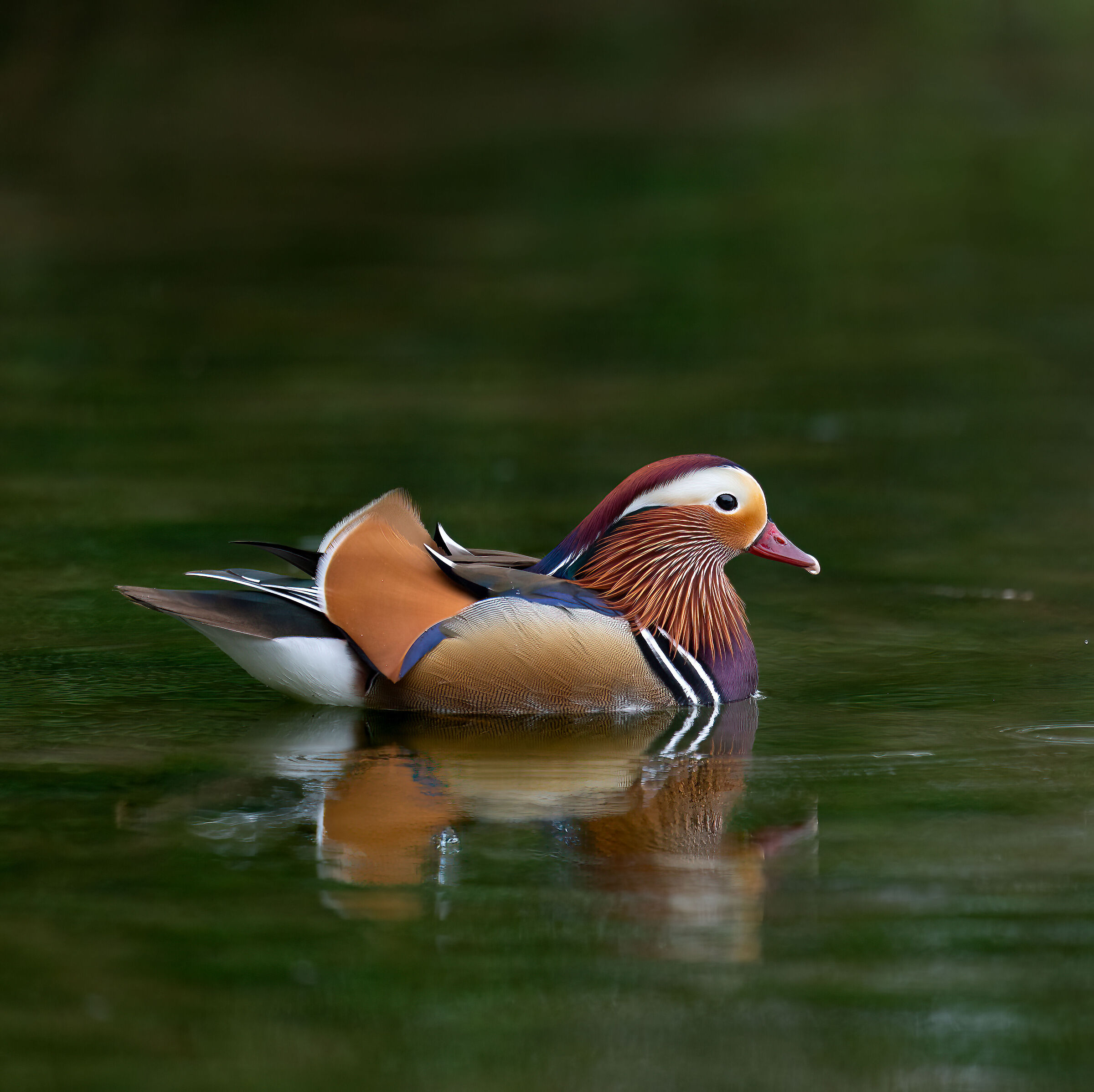 Mandarin duck
