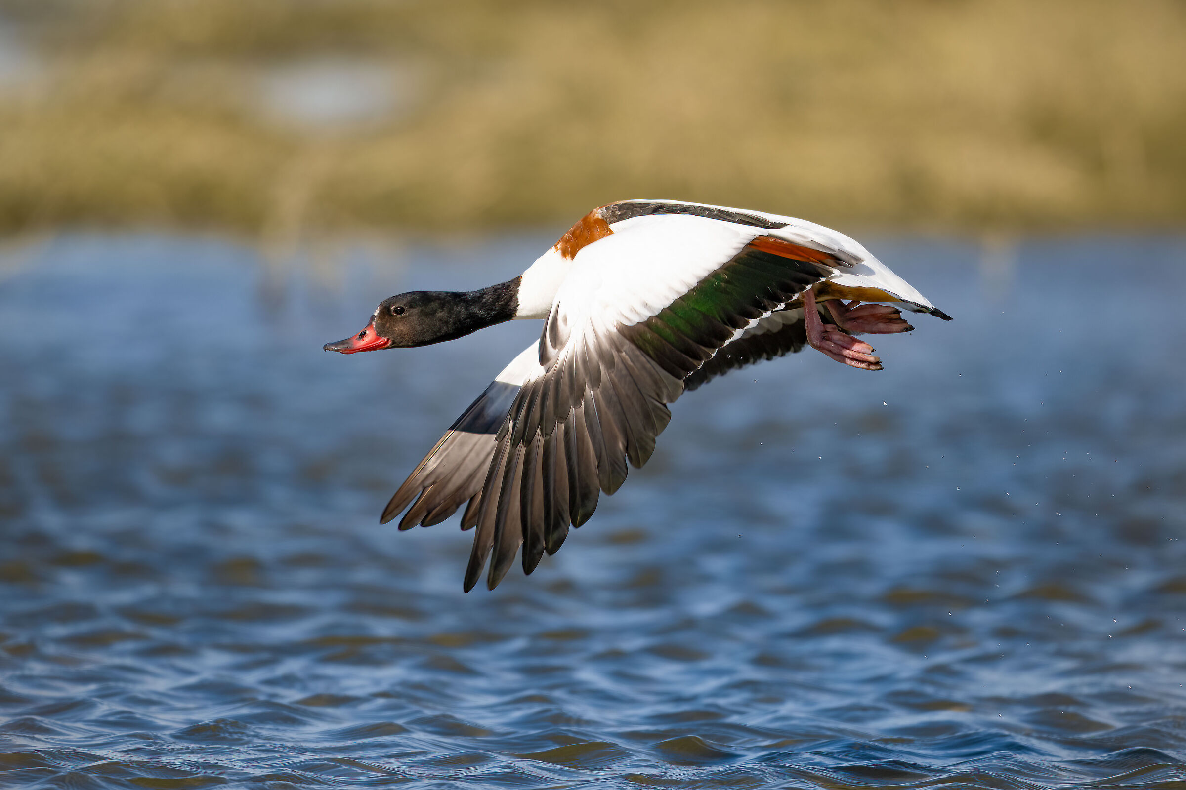 Common shelduck