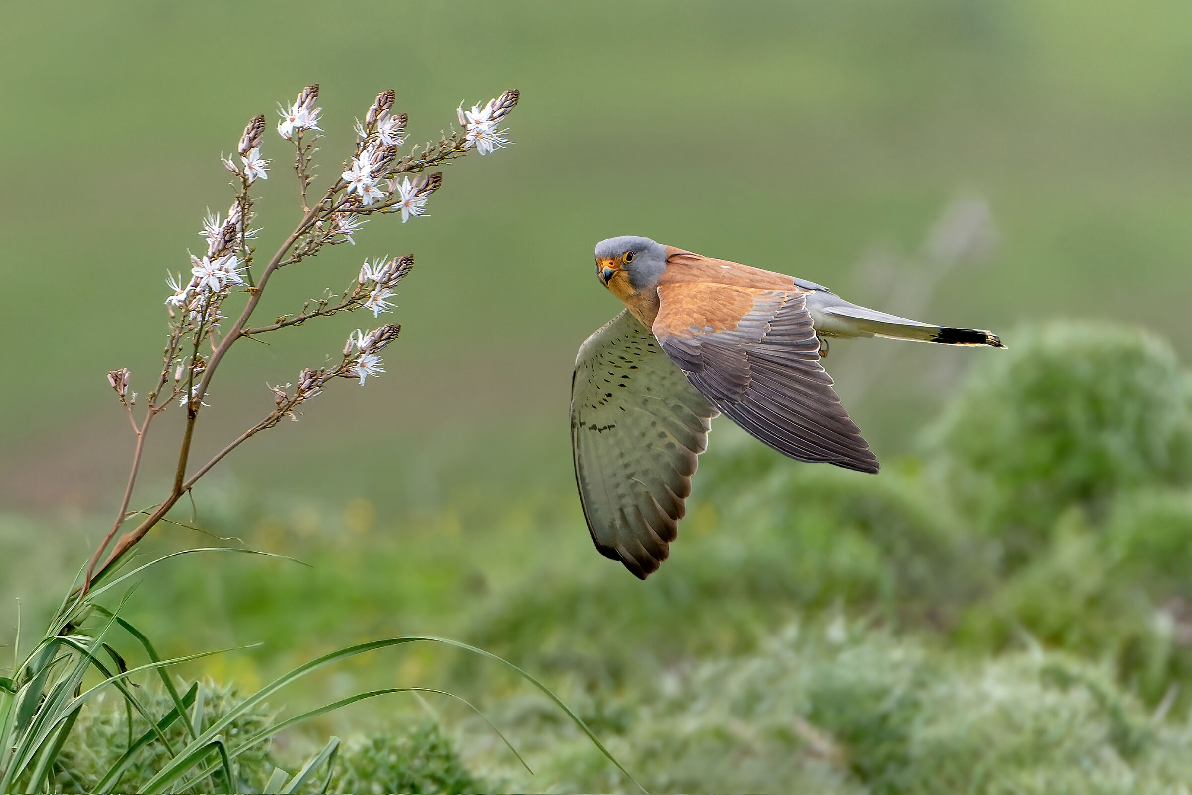 Lesser Kestrel