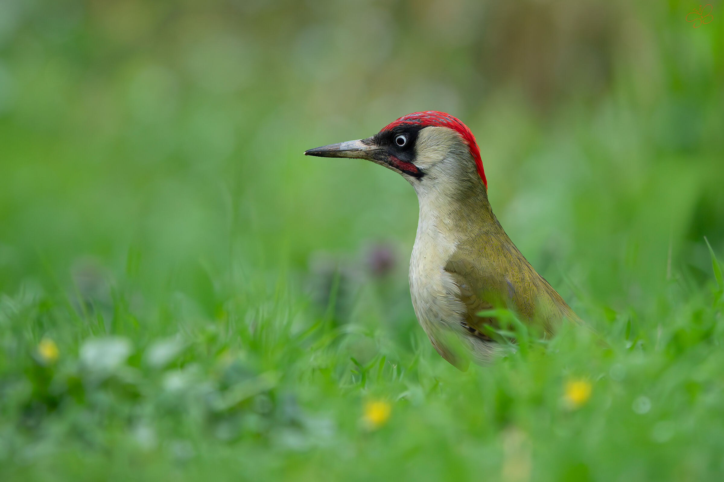 Male Green Woodpecker