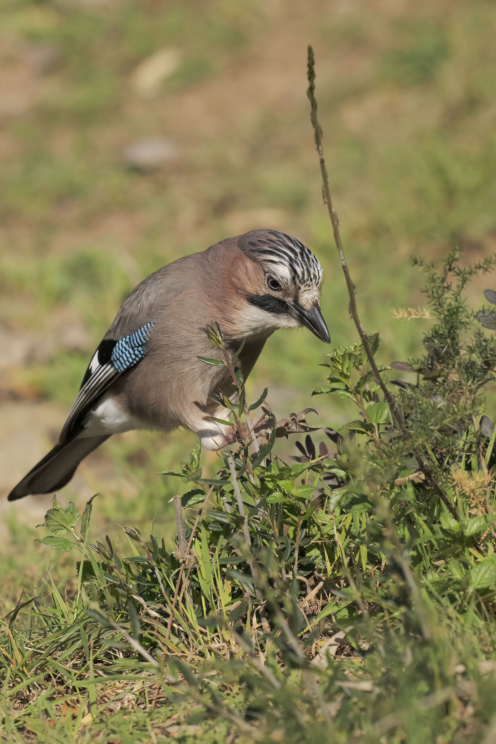 a caccia di asparagi...