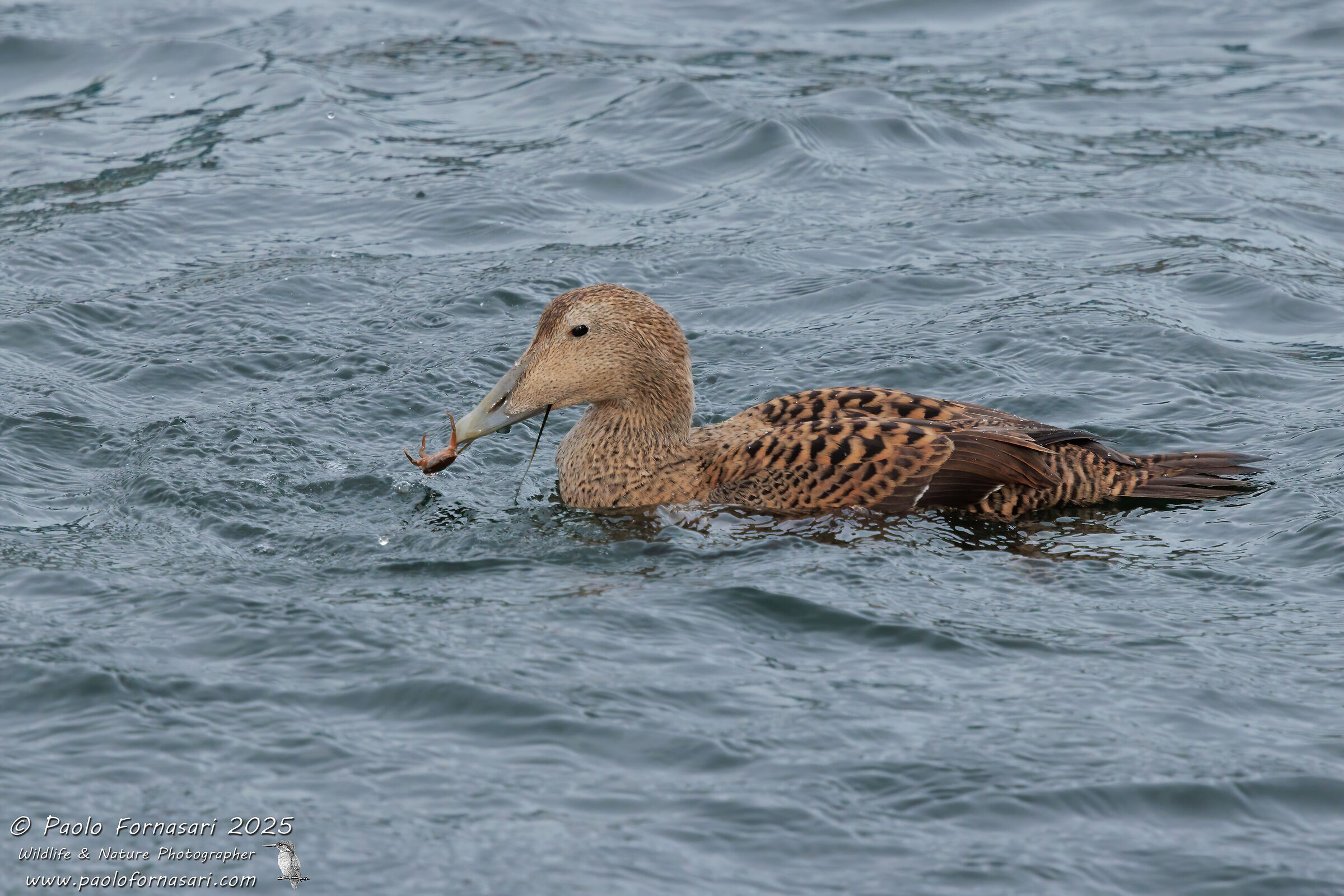 Eider ? (Somateria mollissima) with crab