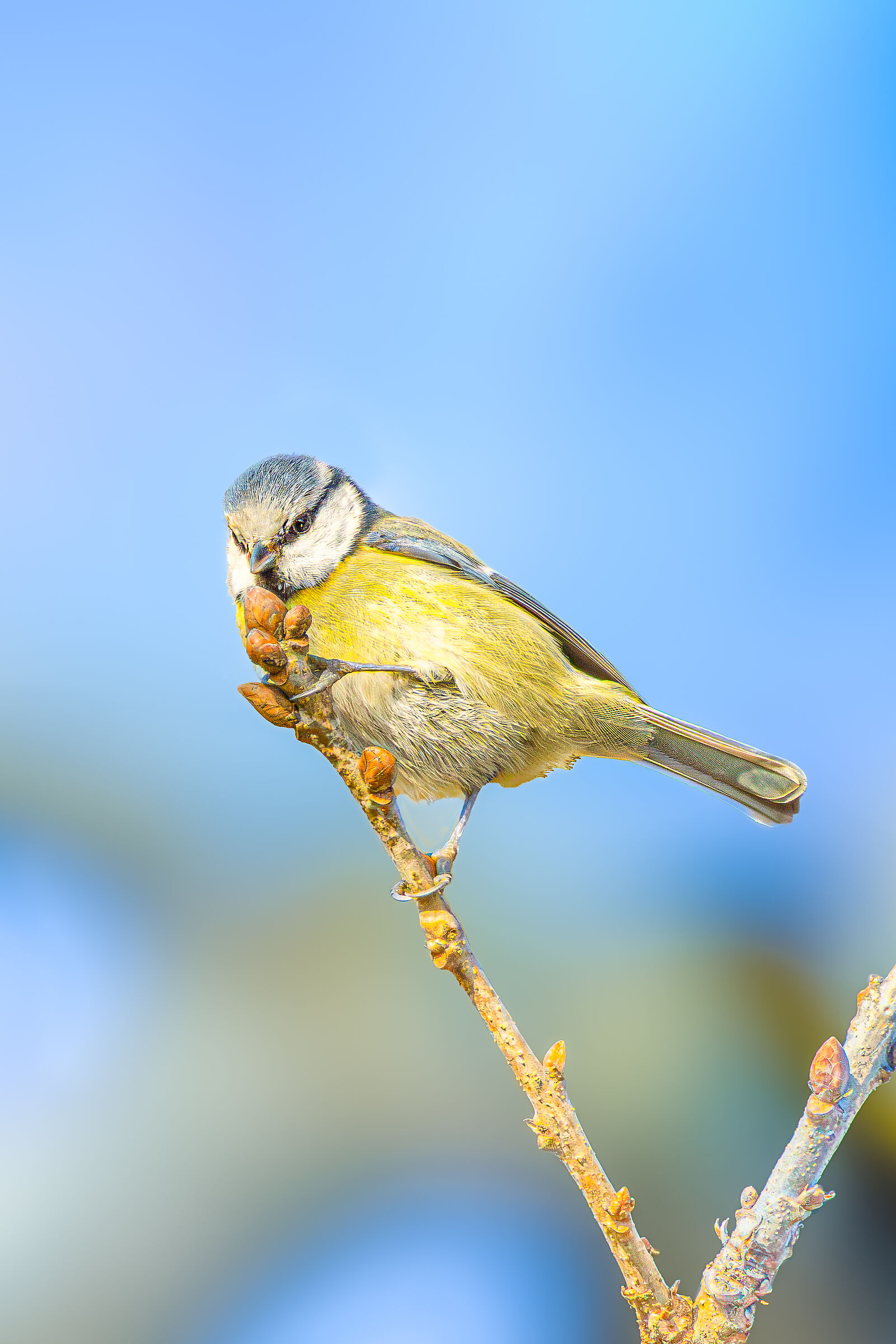 Cinciarella_Parus_caeruleus