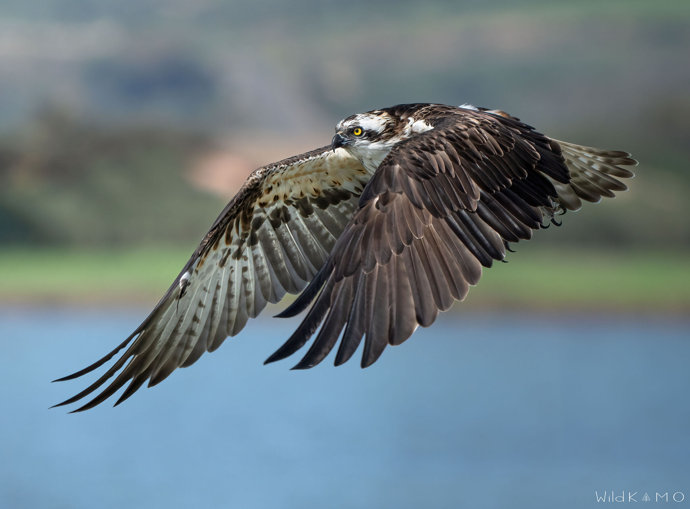 L'apertura alare del falco Pescatore