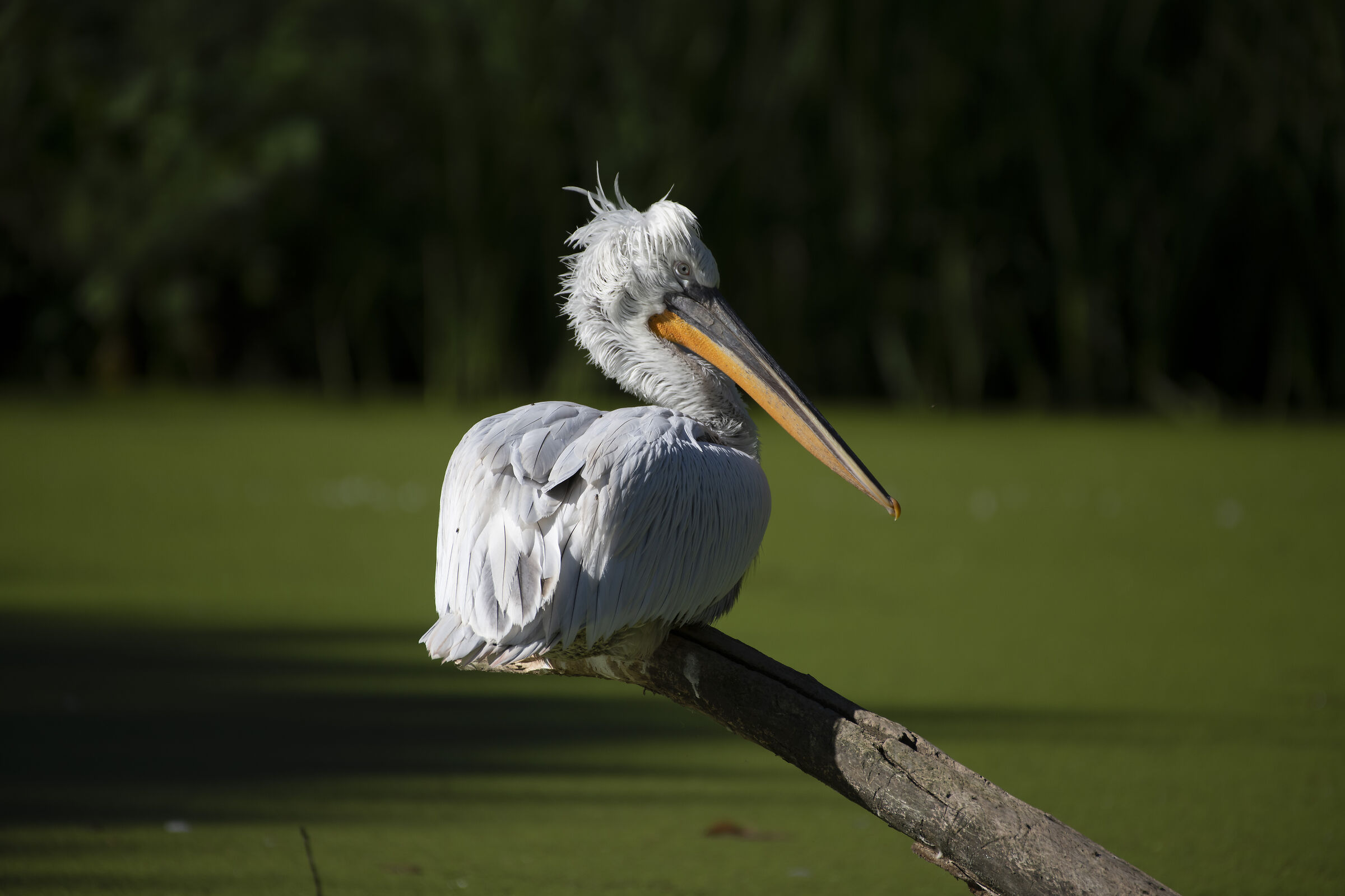 Pellicano 2