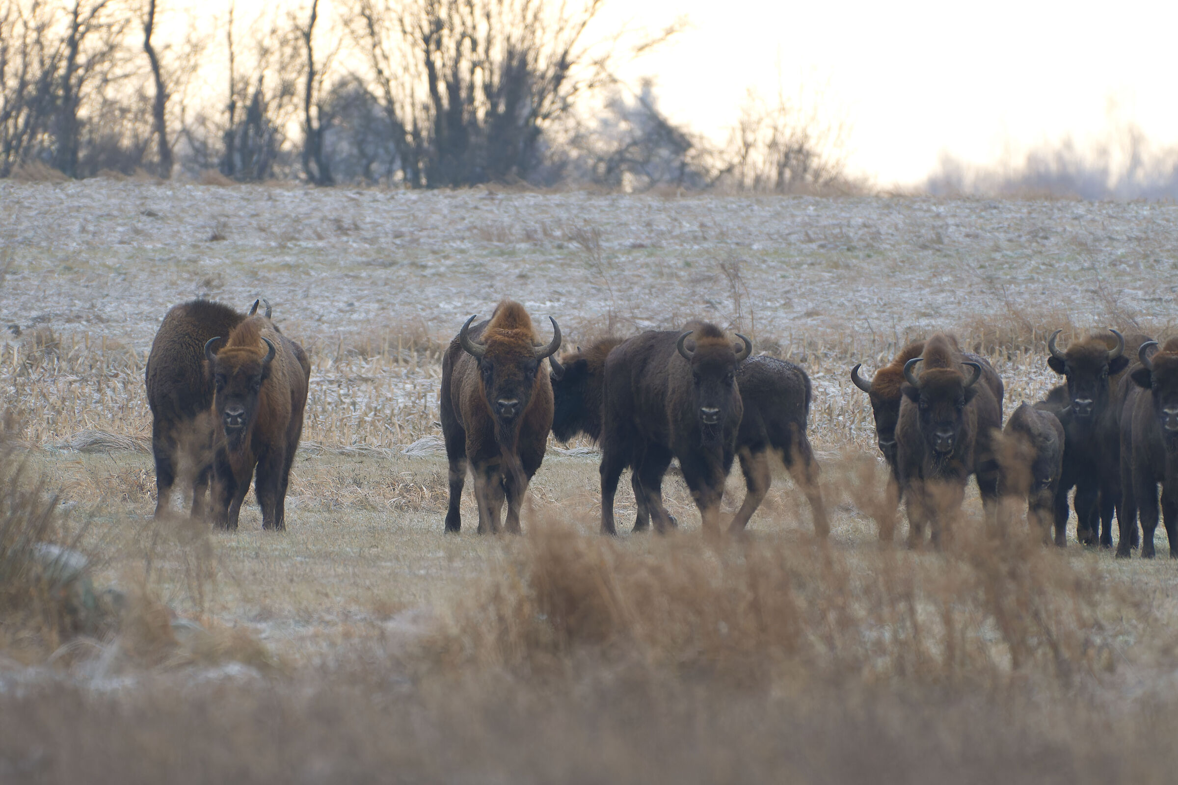 Bison outside Bialowieza