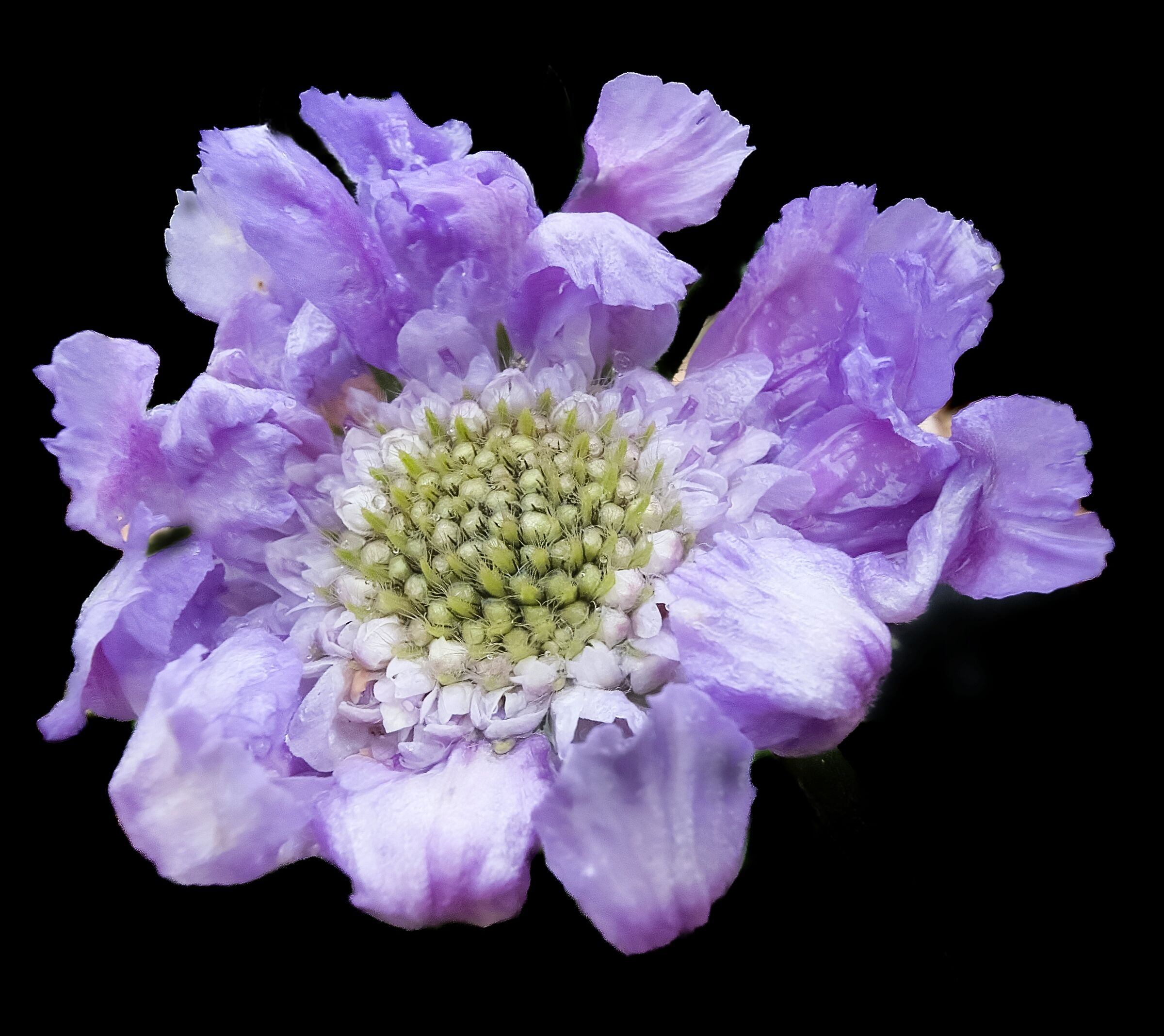Scabiosa caucasica