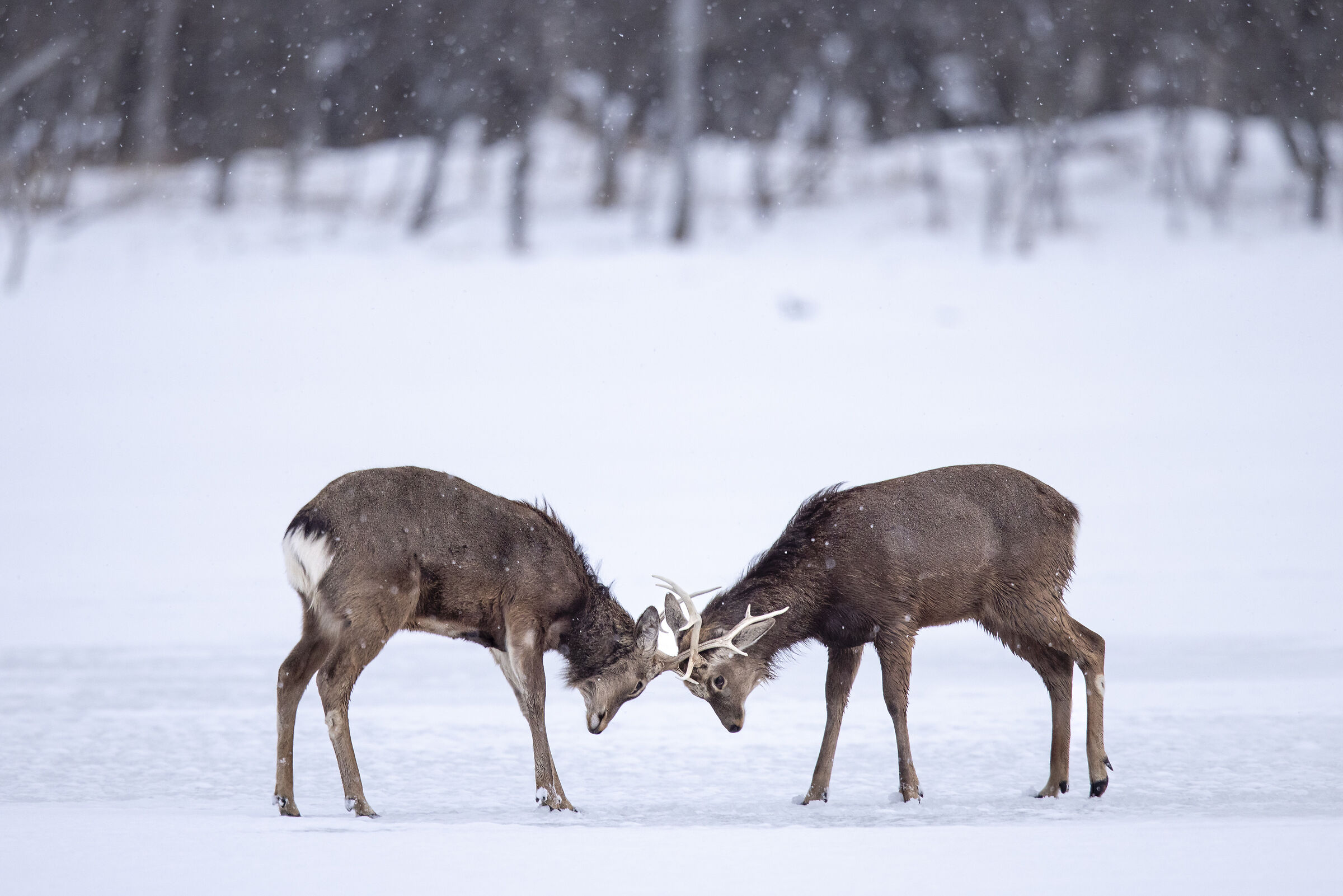 2025 Winter, Hokkaido Nature