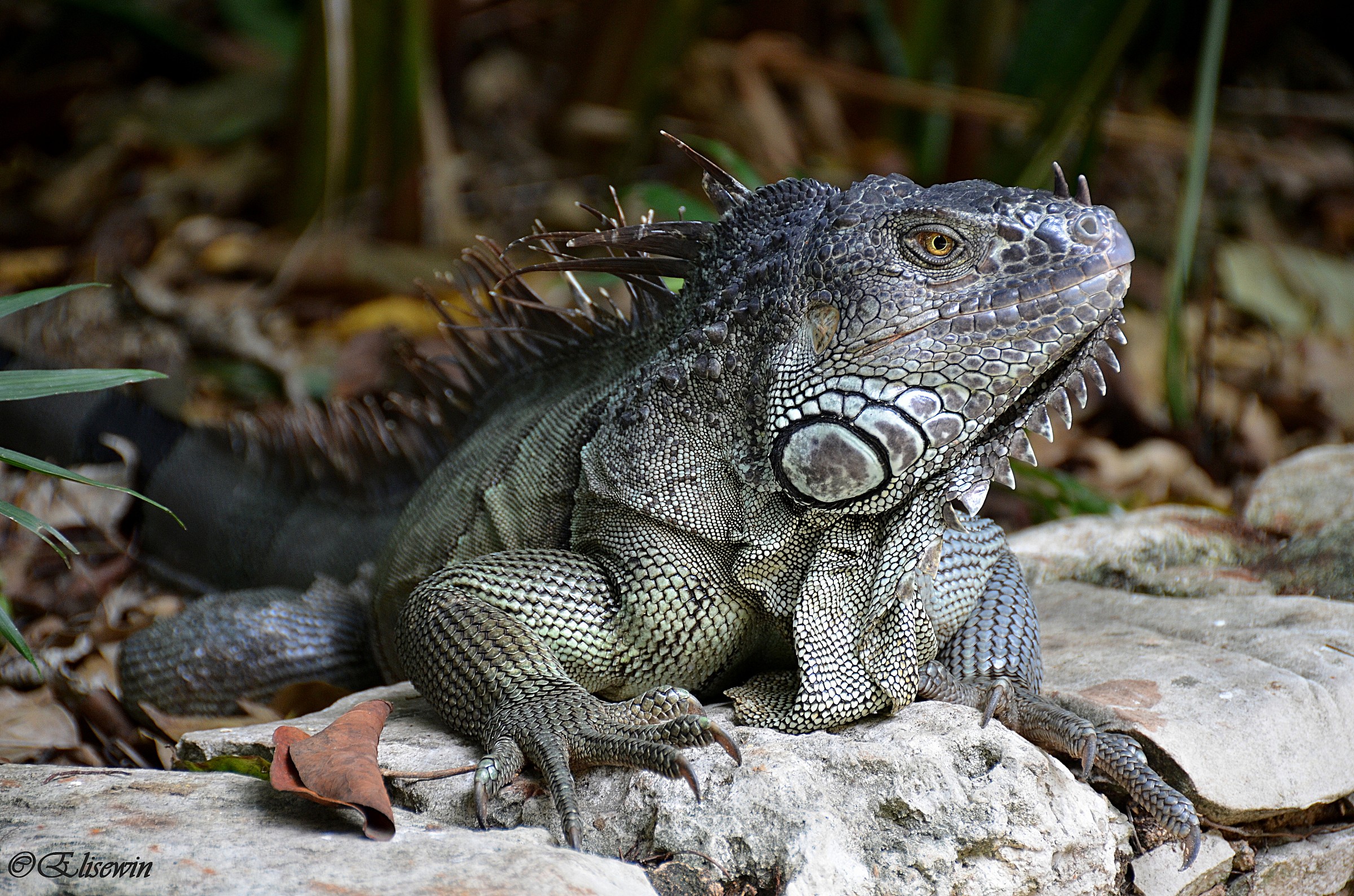 Iguana (maschio)