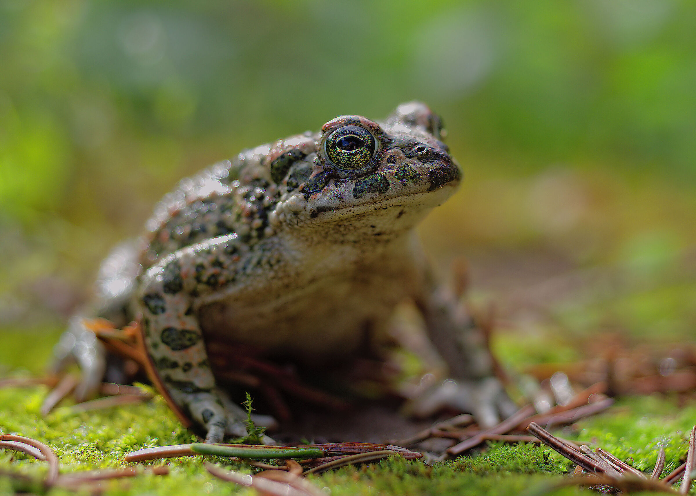 Rospo smeraldino femmina