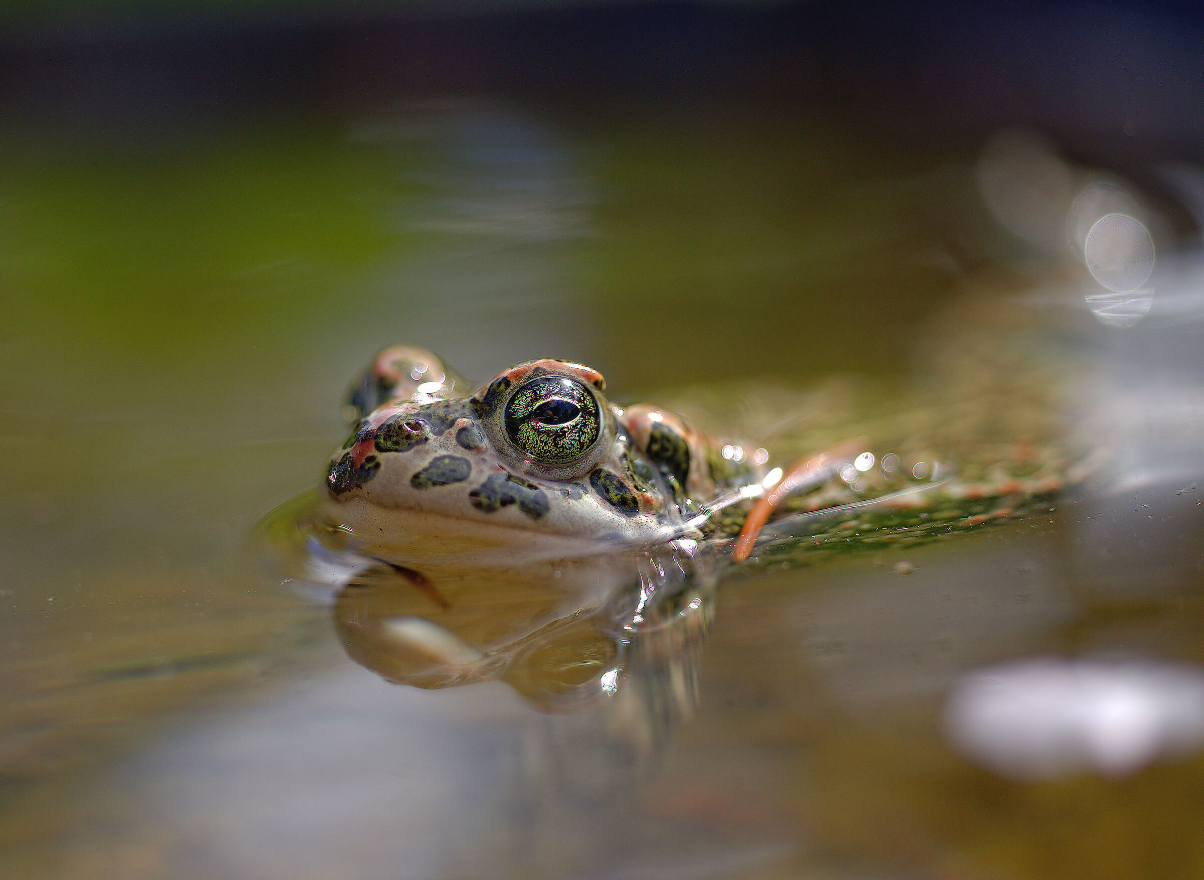 Female emerald toad