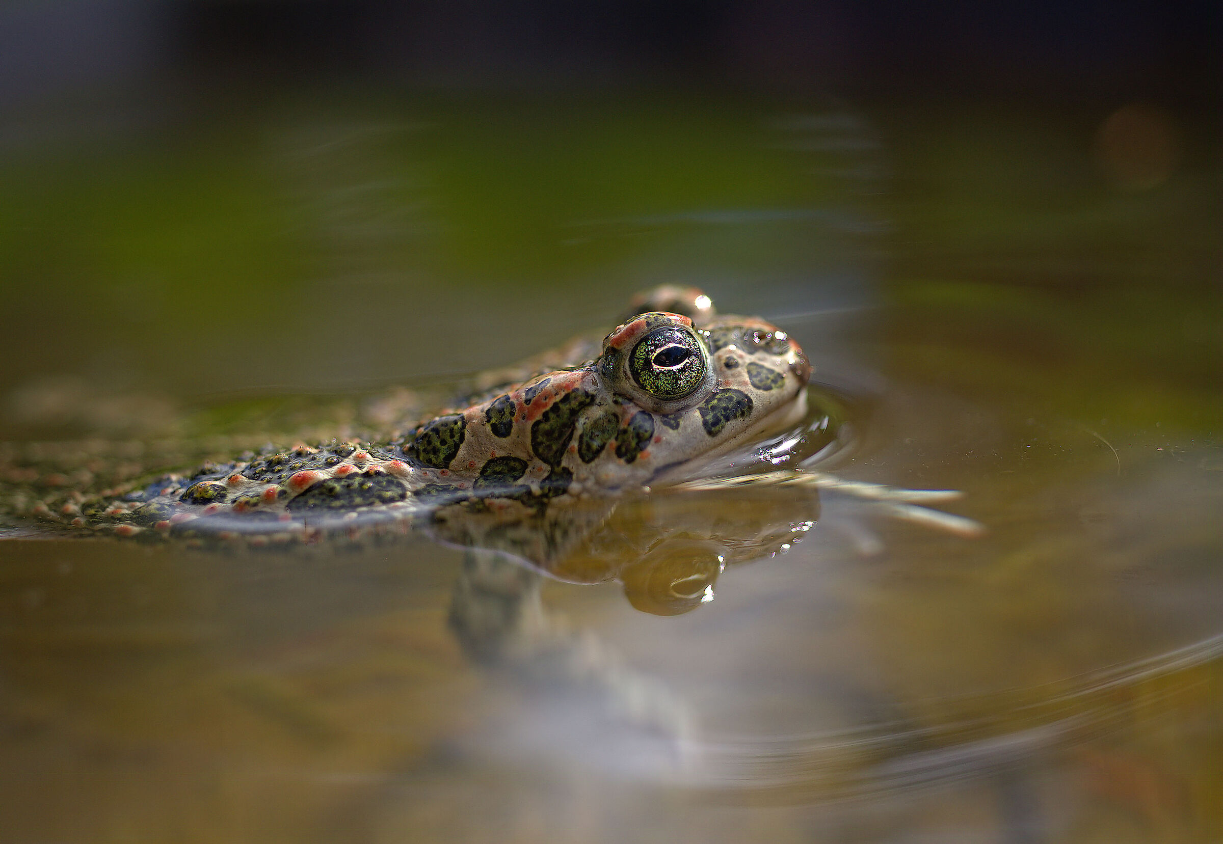 Female emerald toad