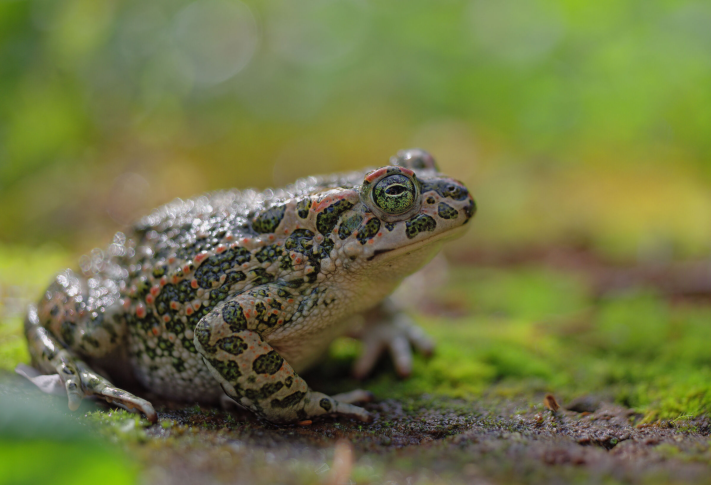 Female emerald toad