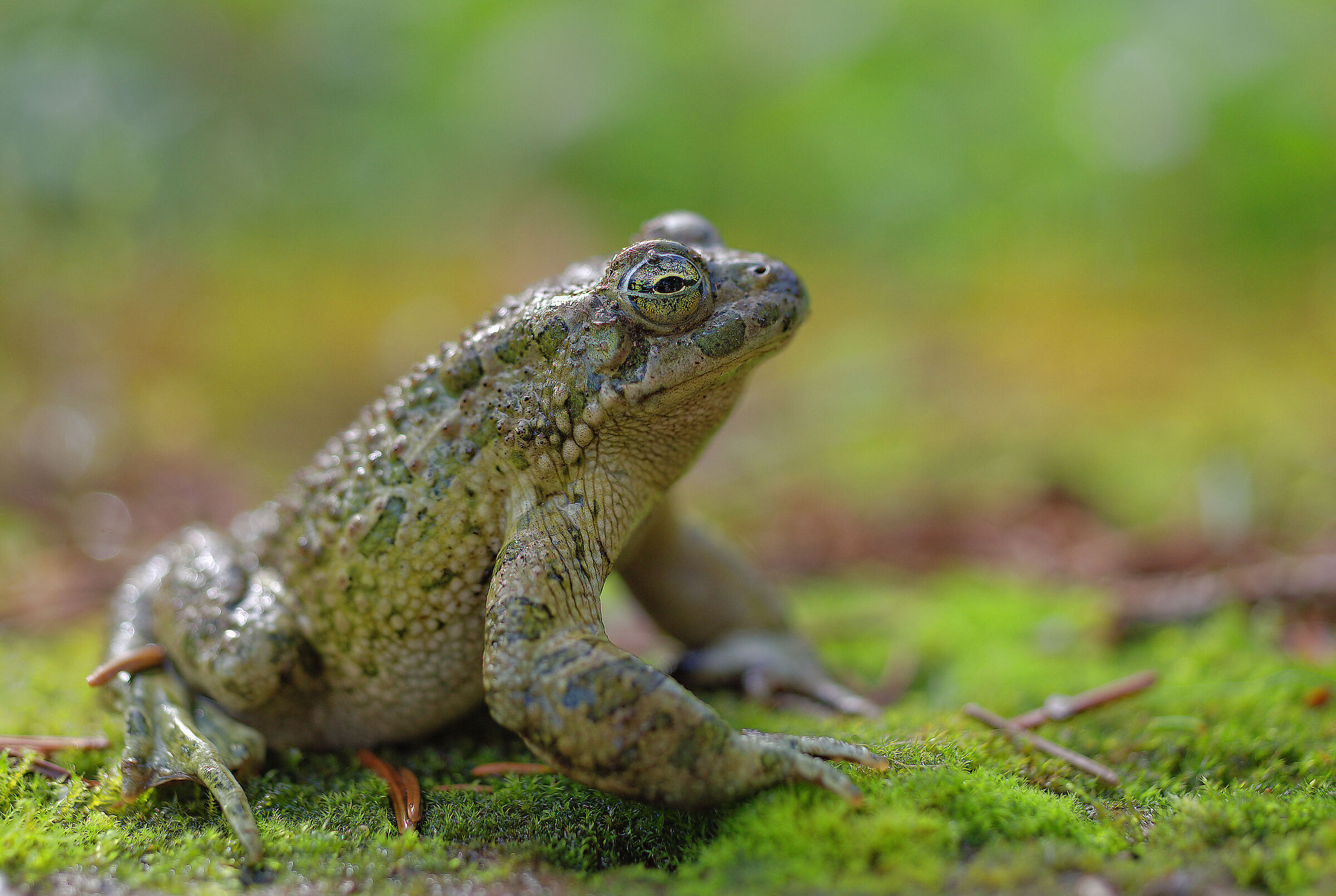 Male Emerald Toad