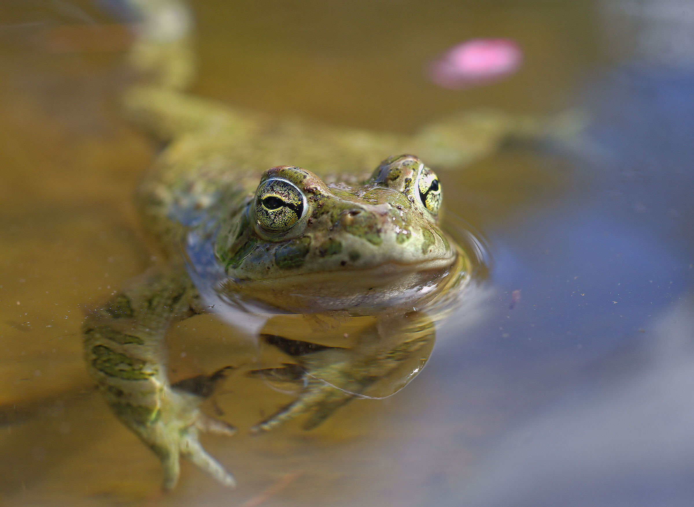Male Emerald Toad