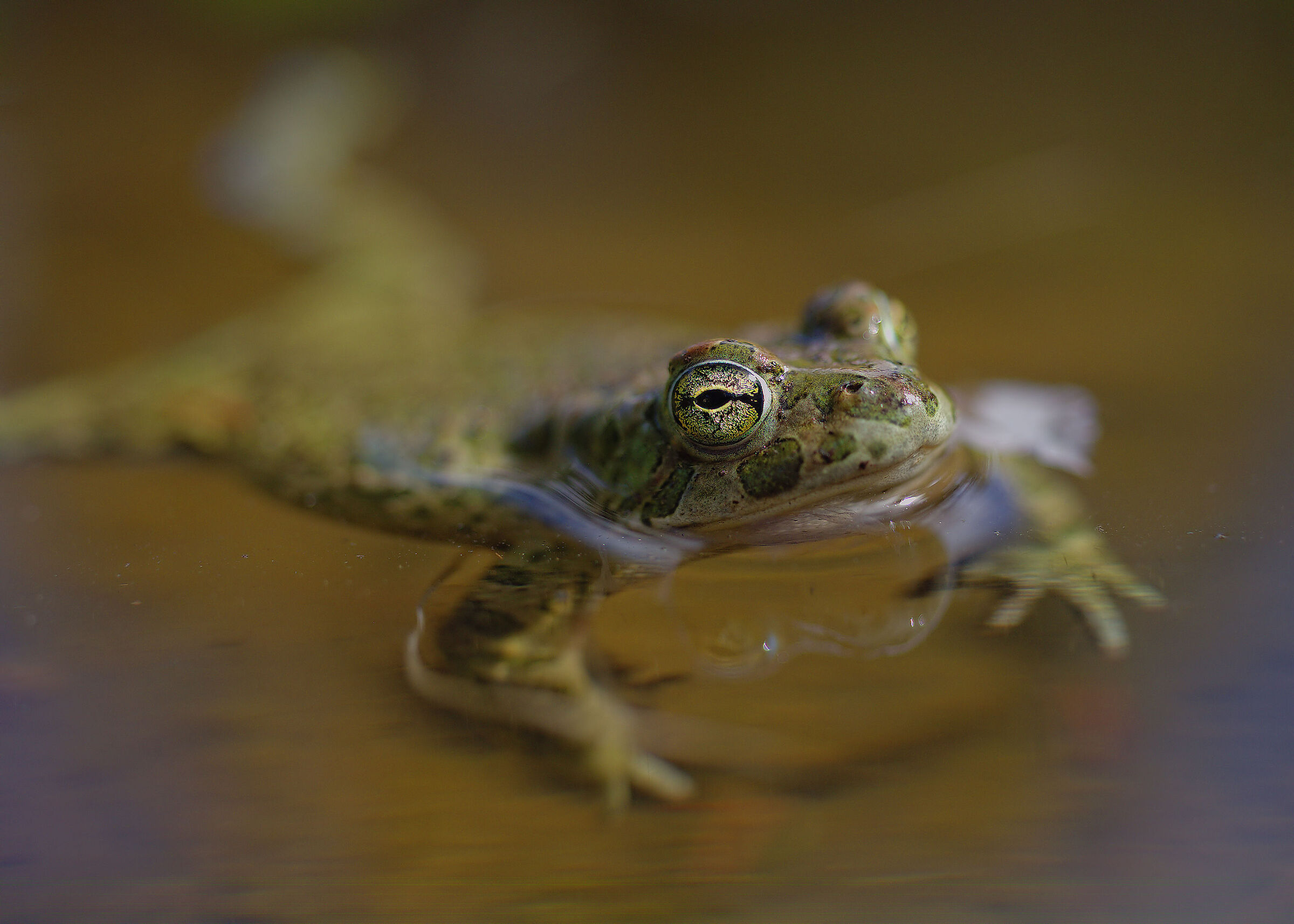 Male Emerald Toad
