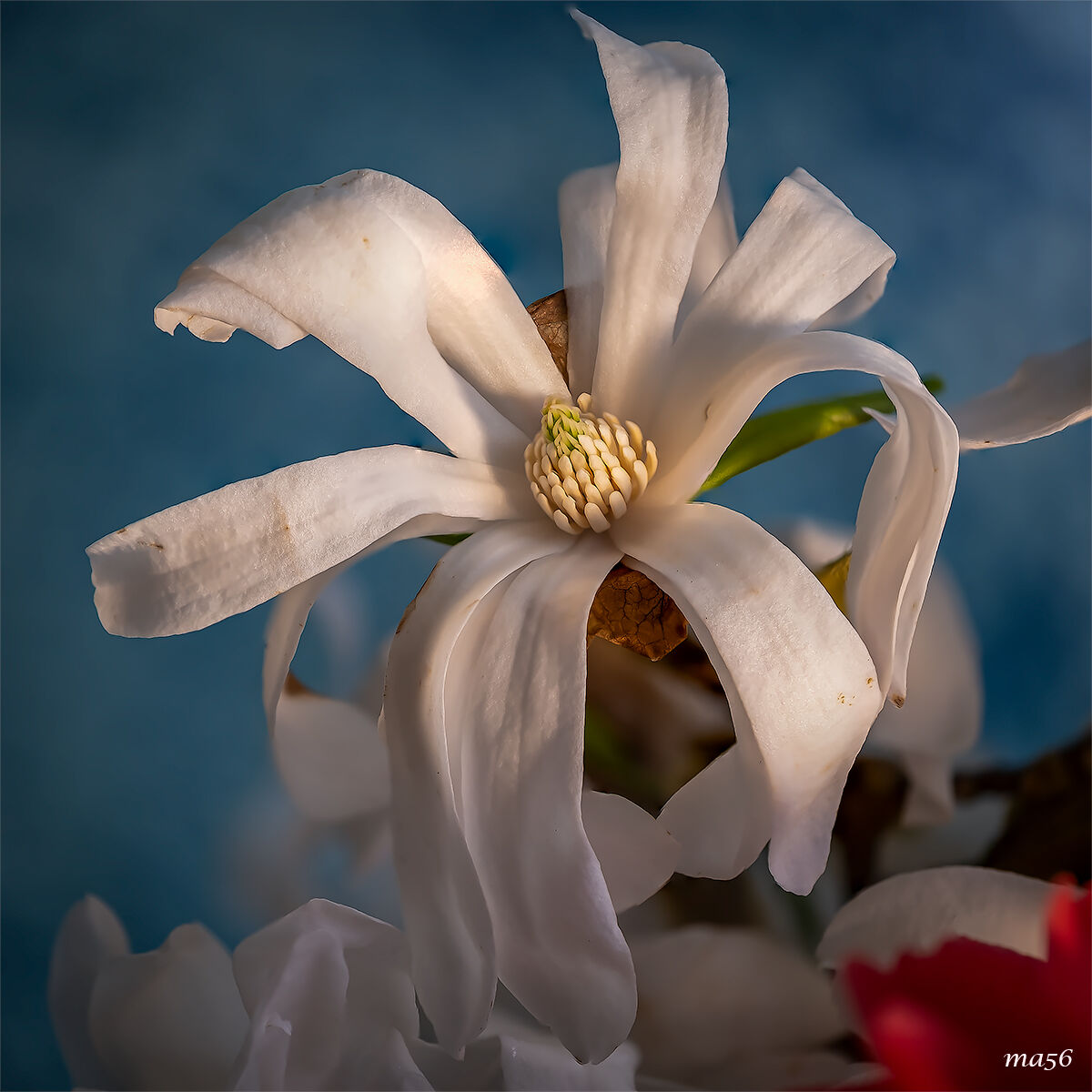 magnolia stellata