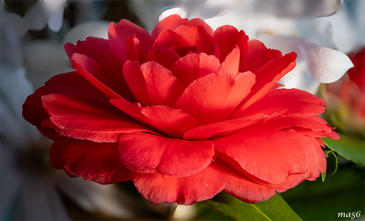 camelia