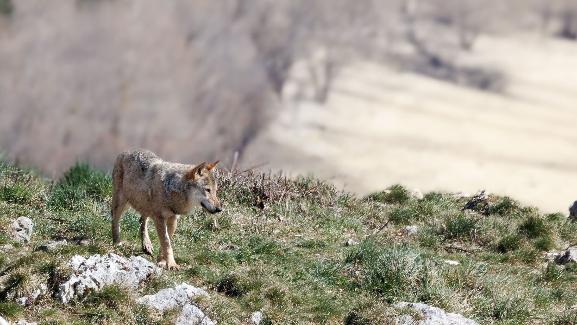 lupo appenninico