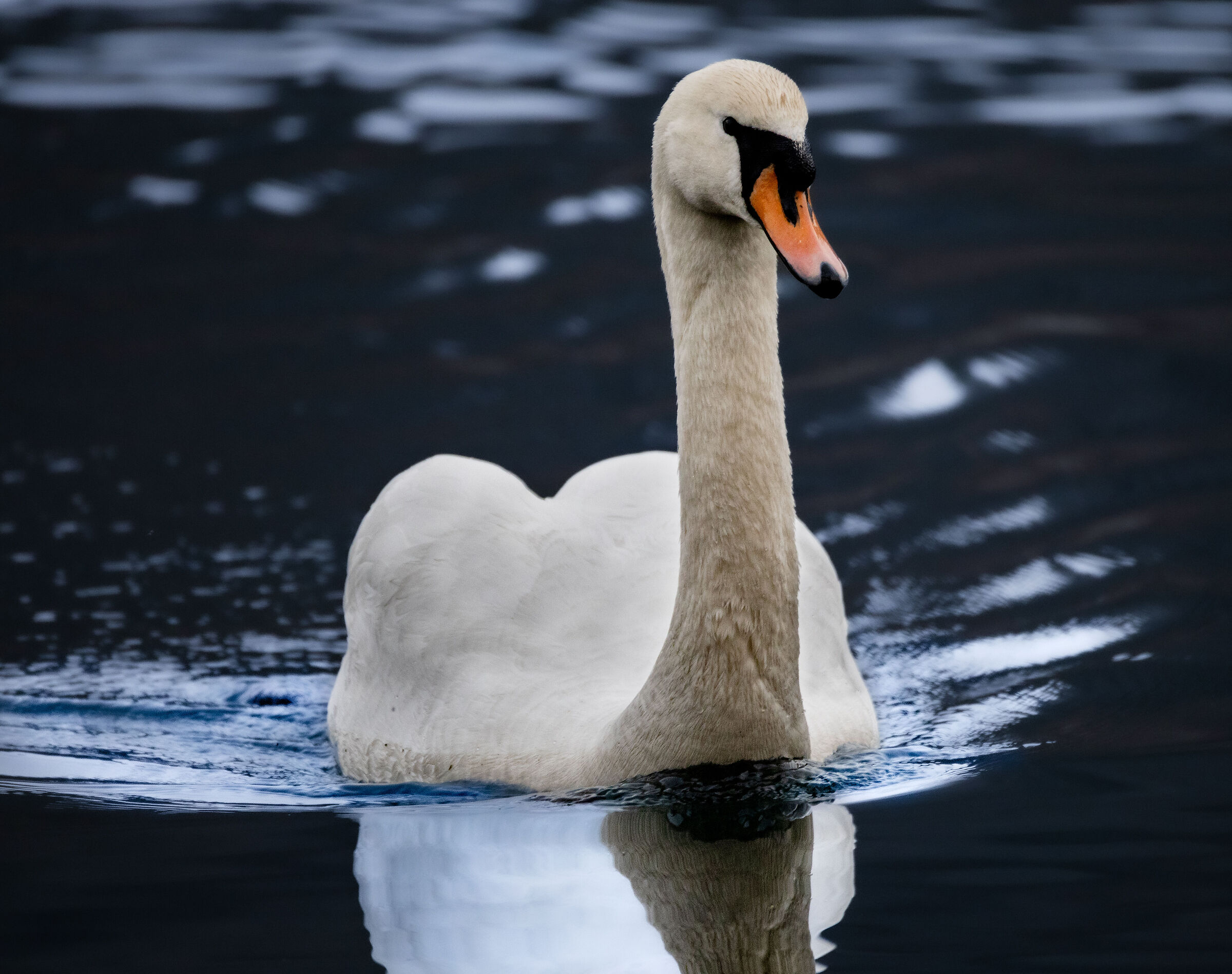 cigno