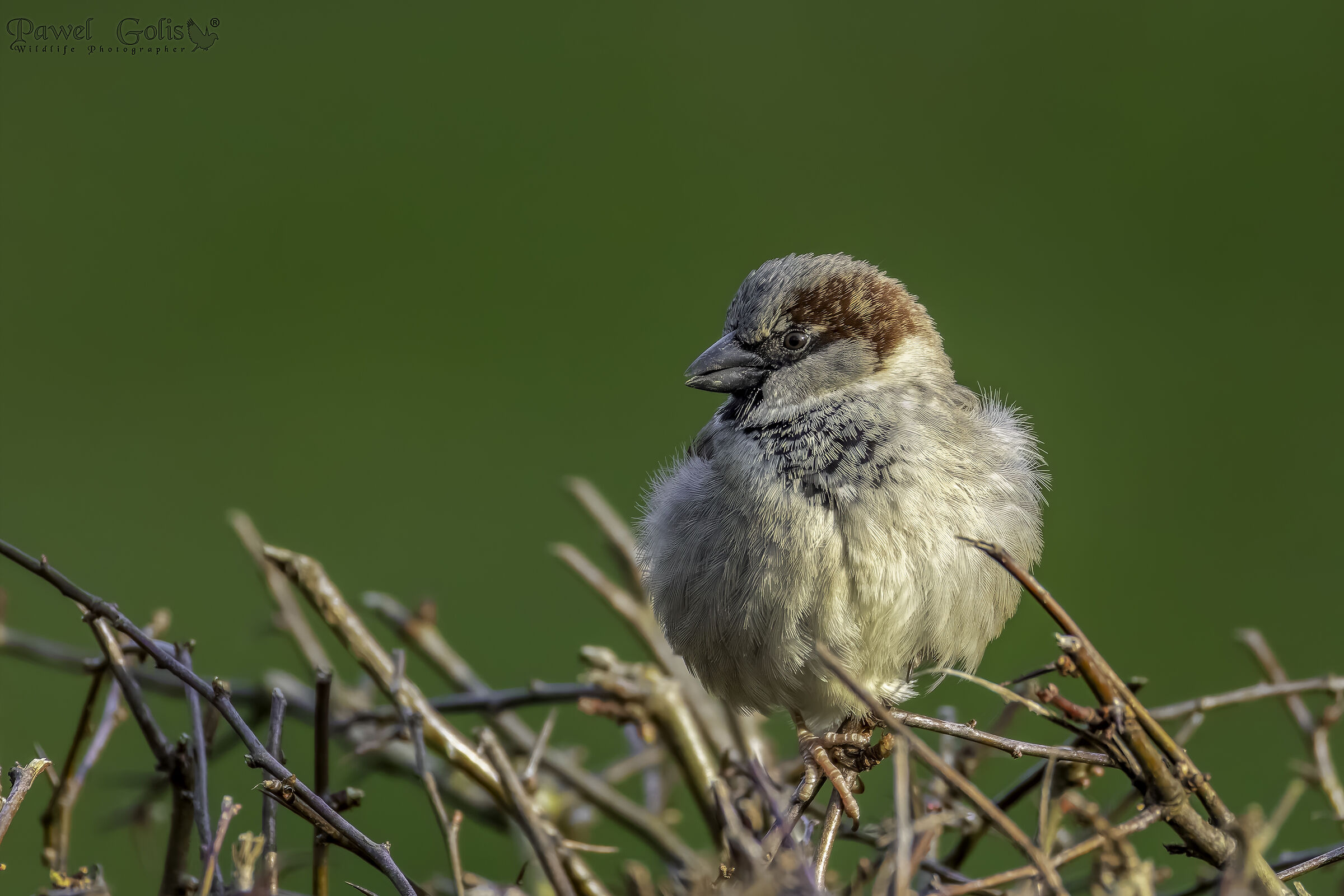 Passero domestico (Passer domesticus)