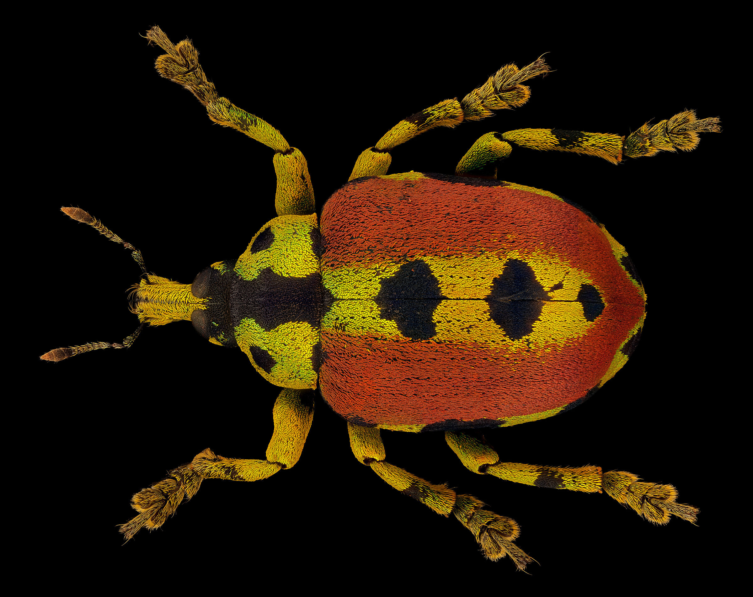 Choloropholus rubrovittatus