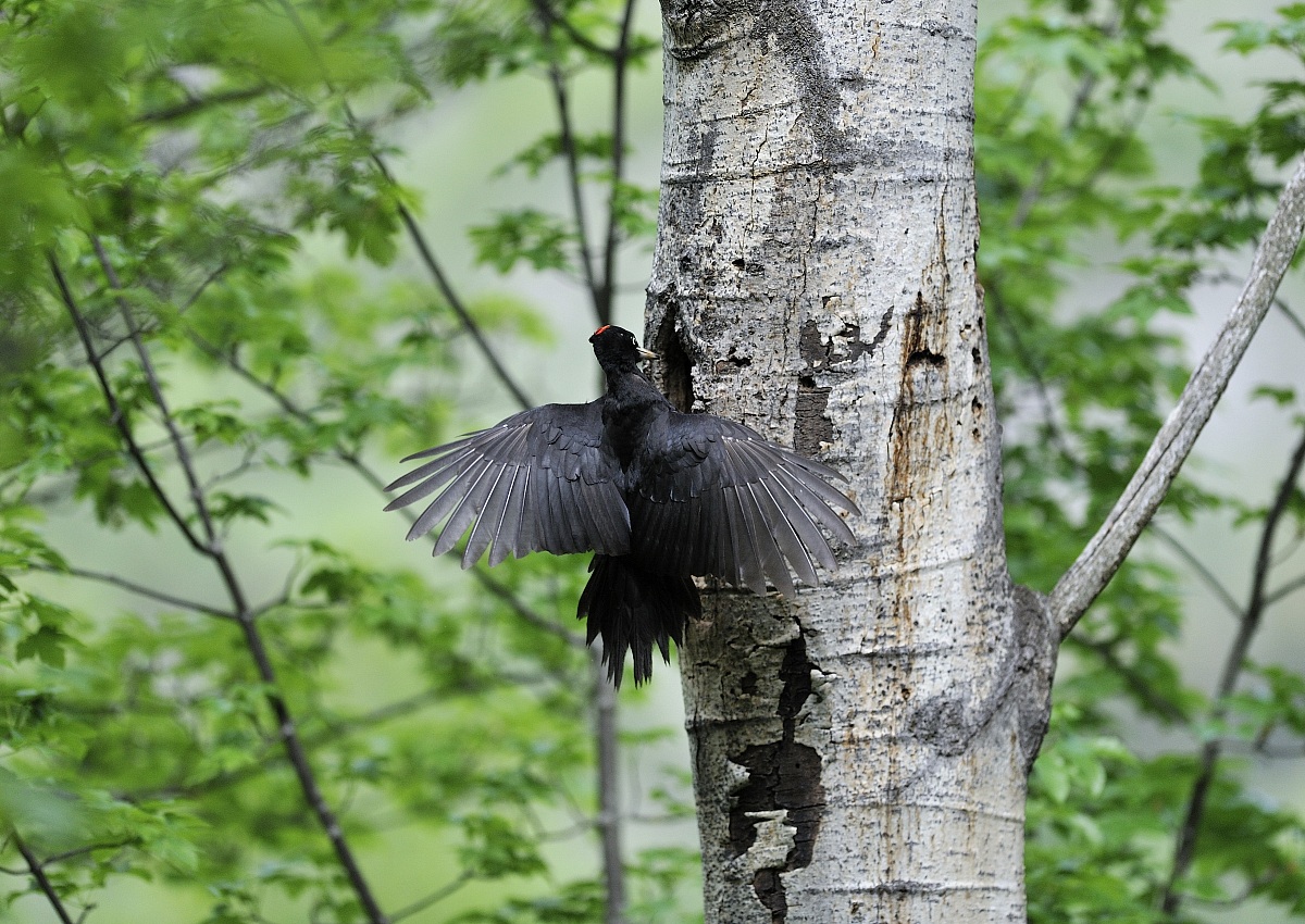 Black Woodpecker