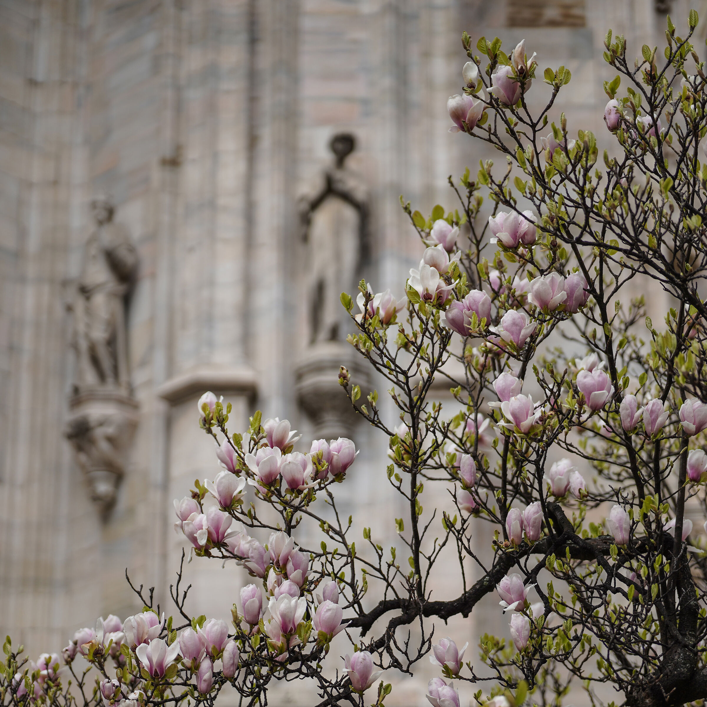 “Magnolia Denudata” in Piazza Duomo -16/03/2025,...