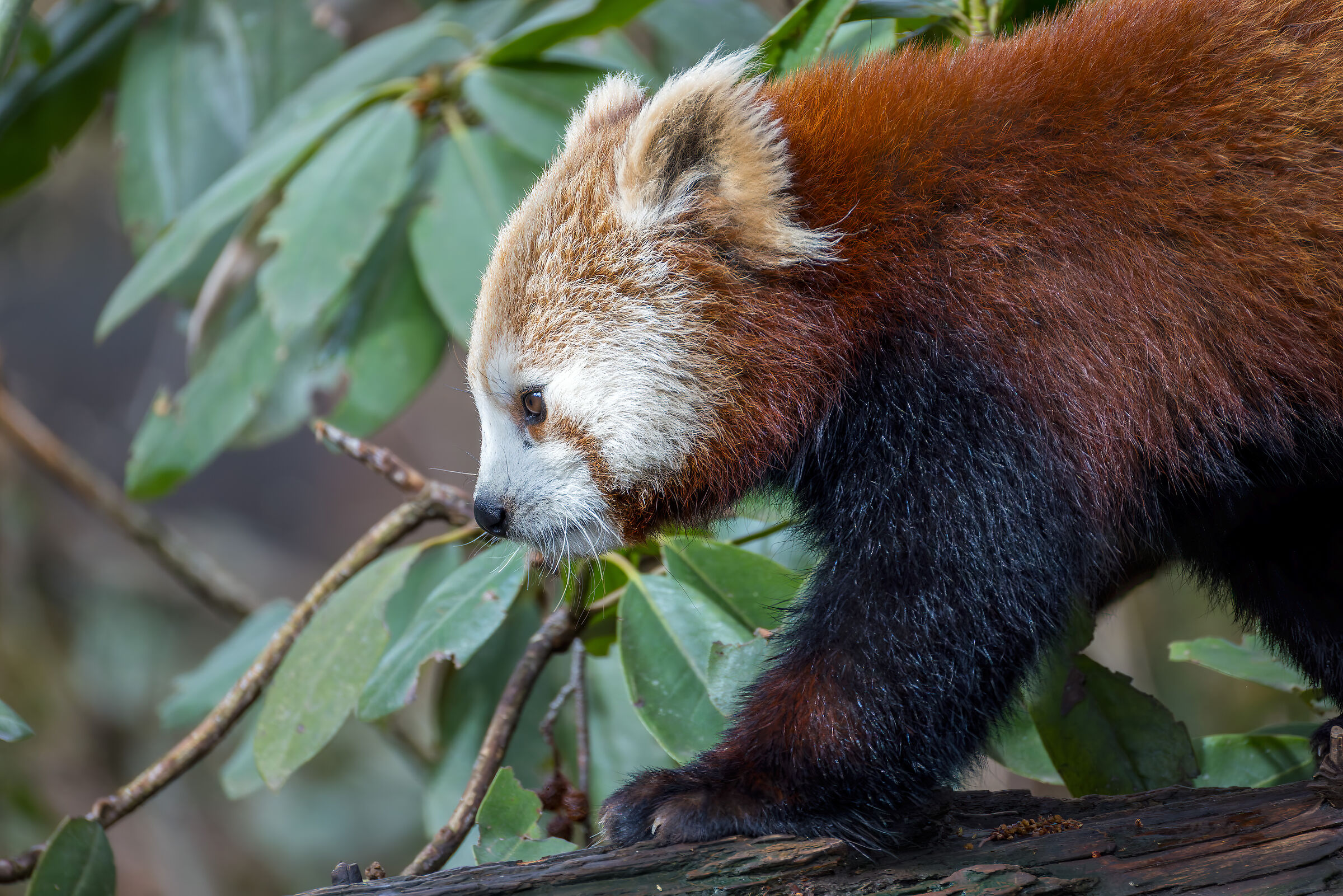 Red panda