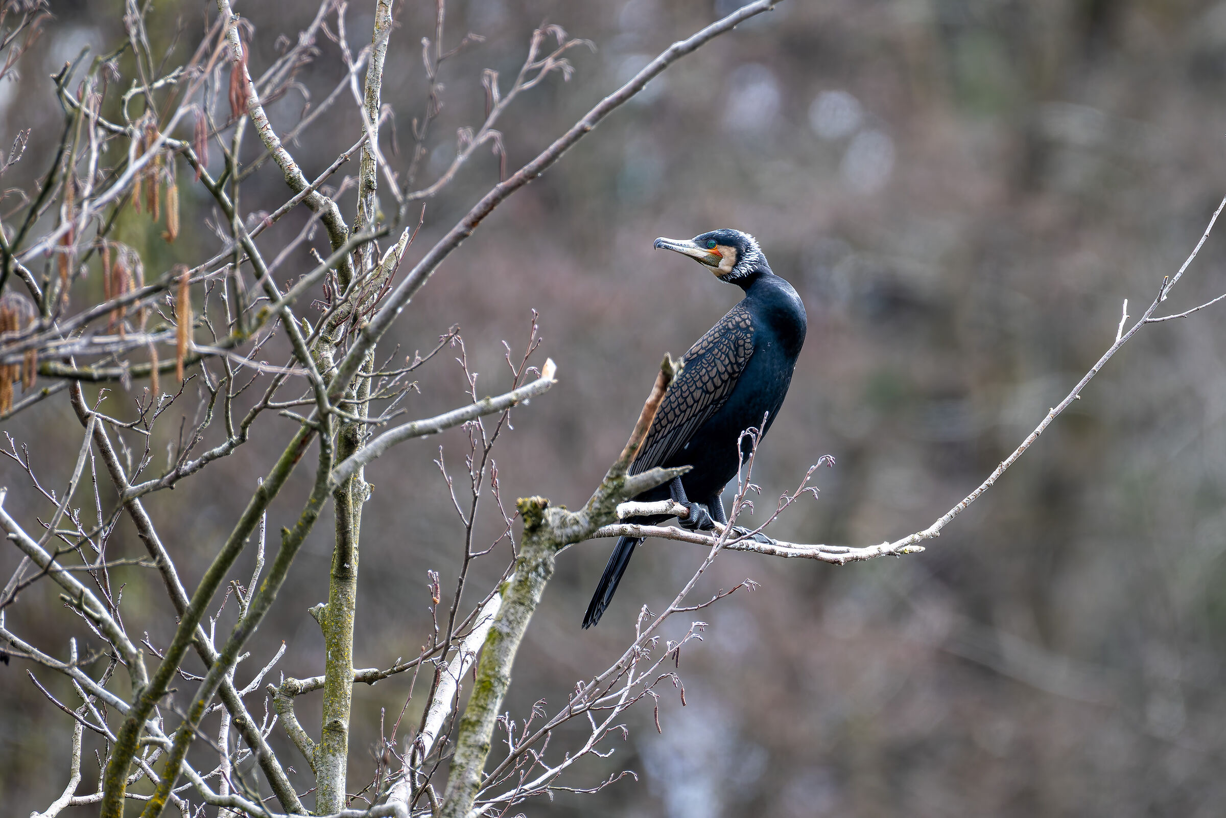 Cormorant
