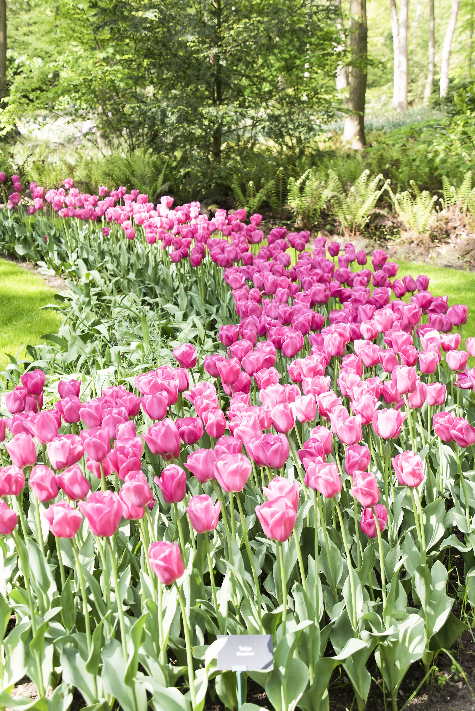Tulipani