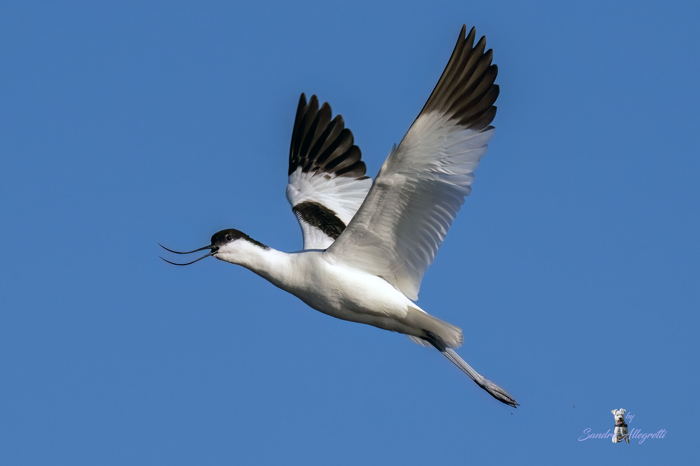 L'avocetta comune (Recurvirostra avosetta)