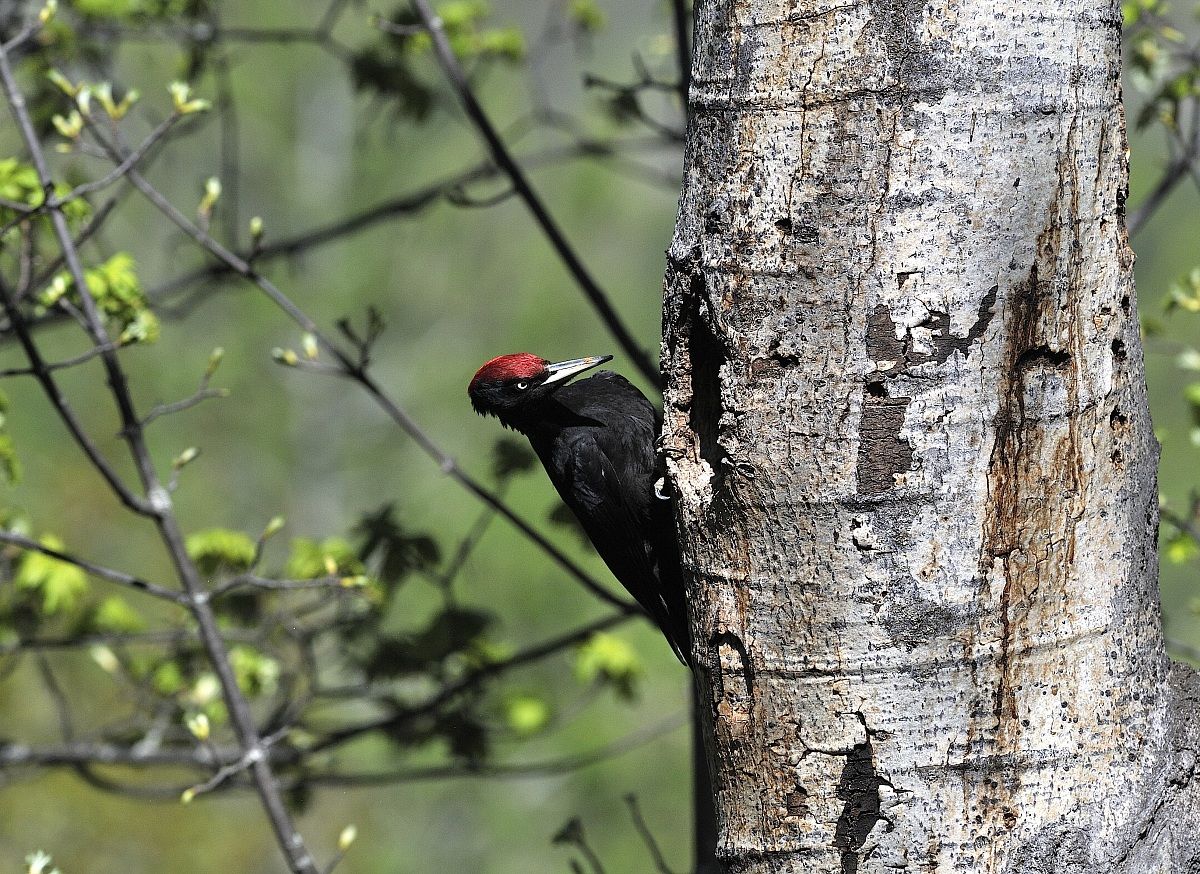 Black Woodpecker