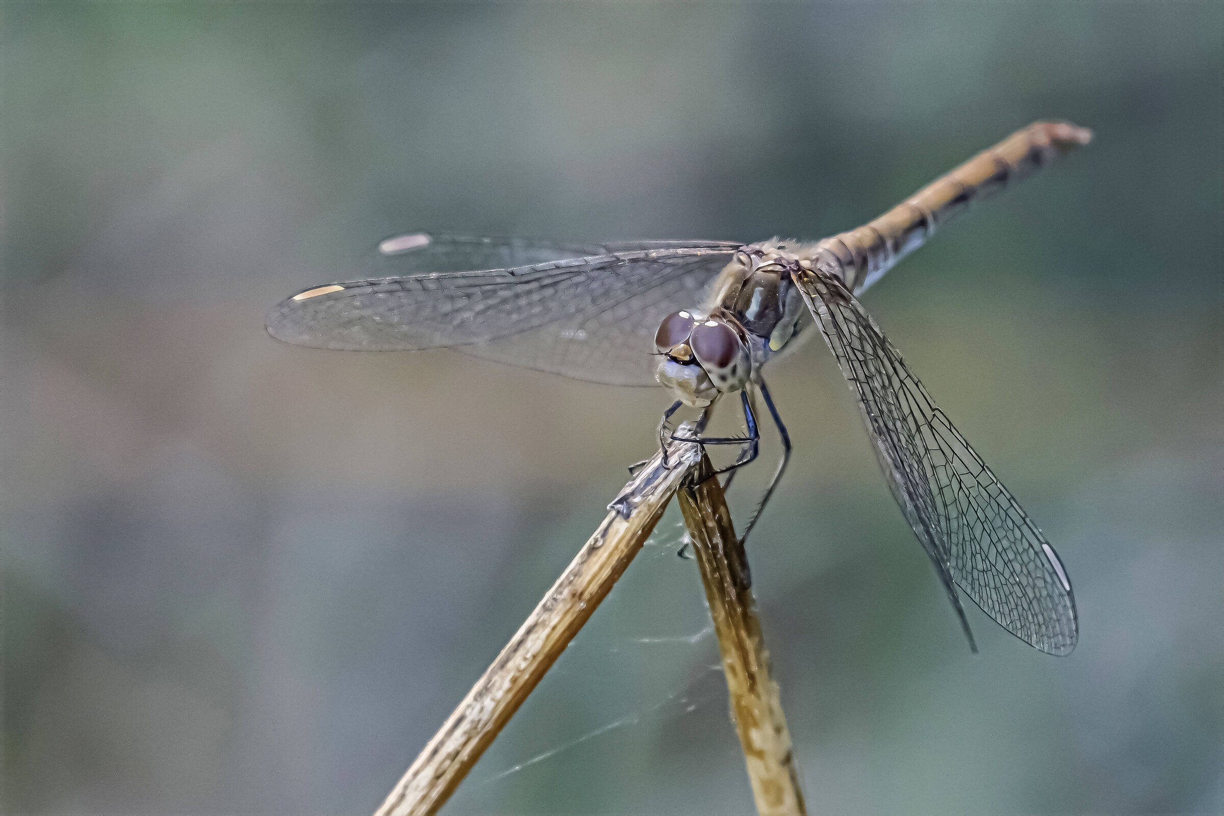 Anisoptera