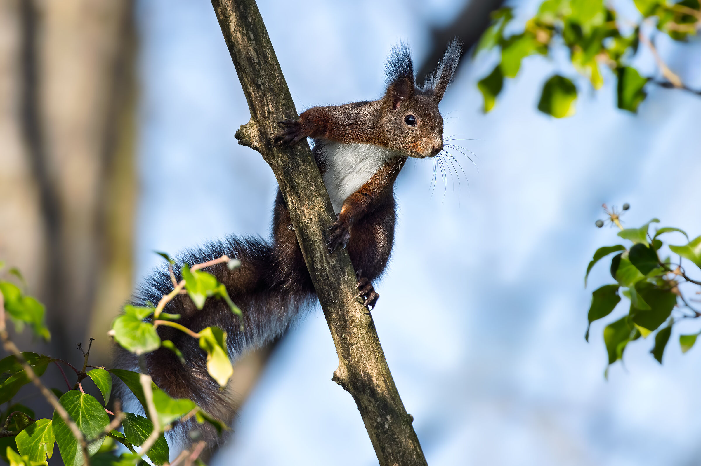 Tightrope walker