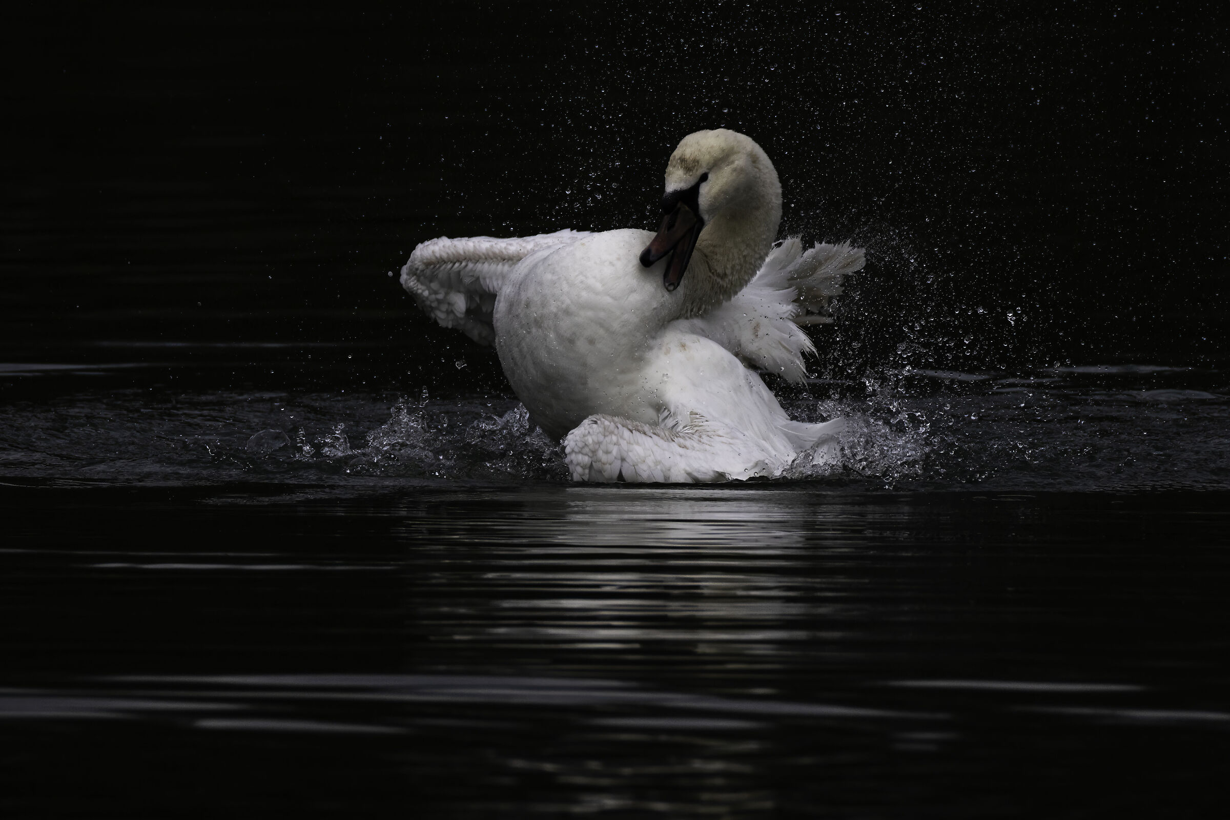 Mute swan
