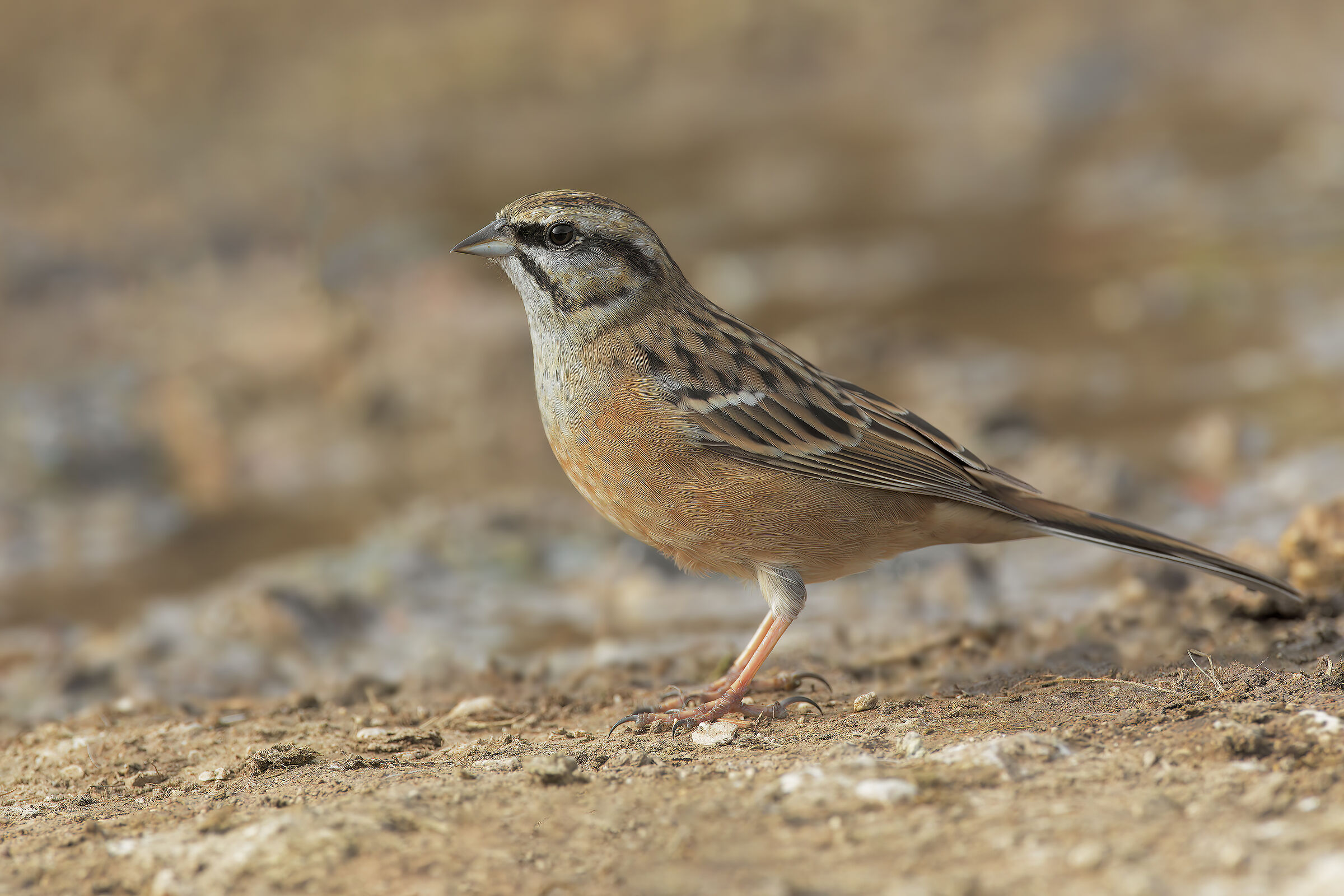 Muciatto Bunting