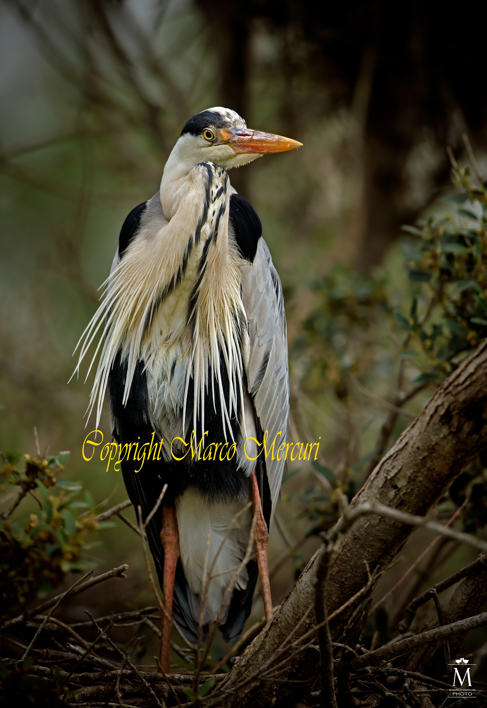 Il Padrone della Garzaia.