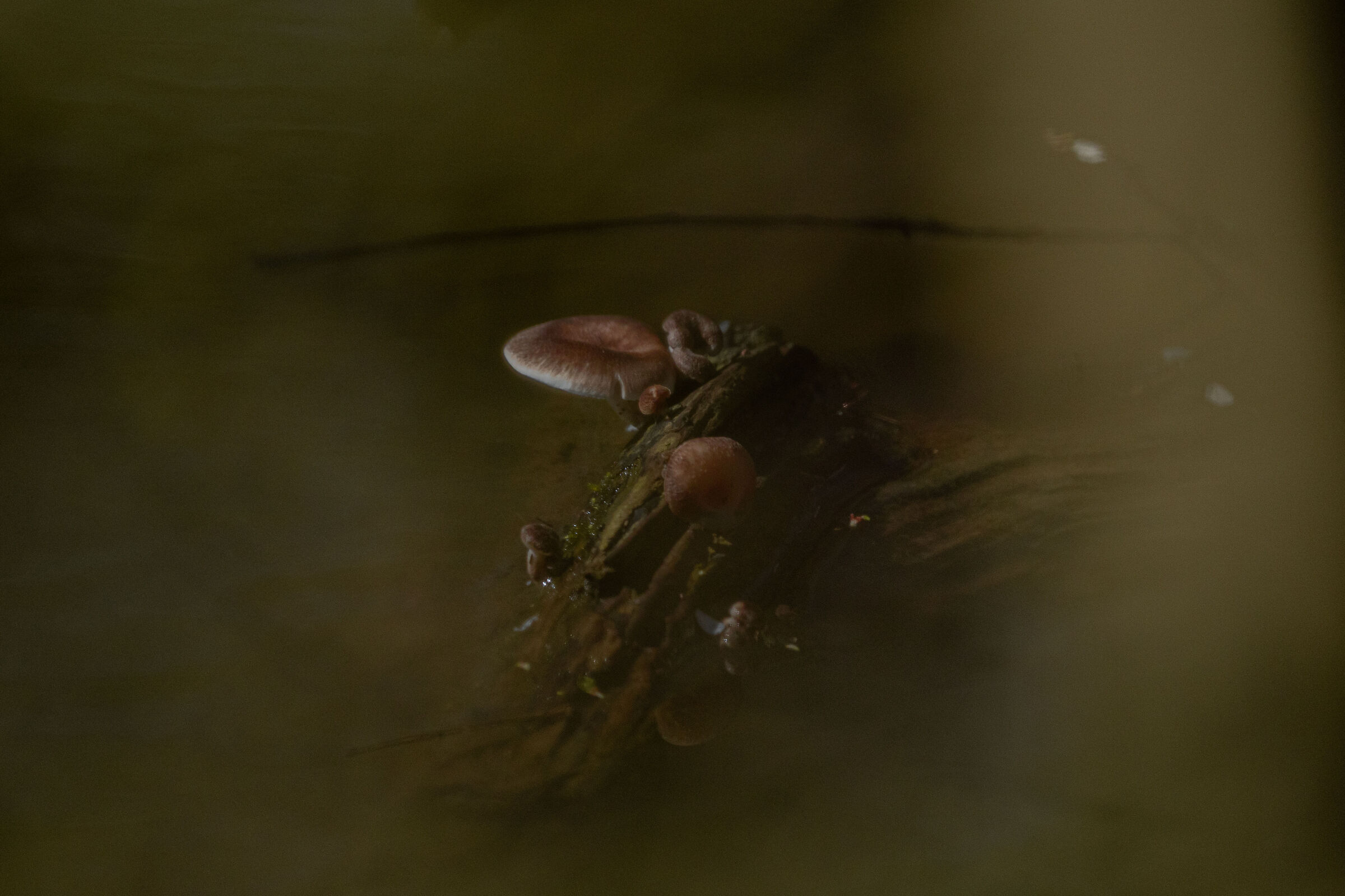 Hidden among the vegetation